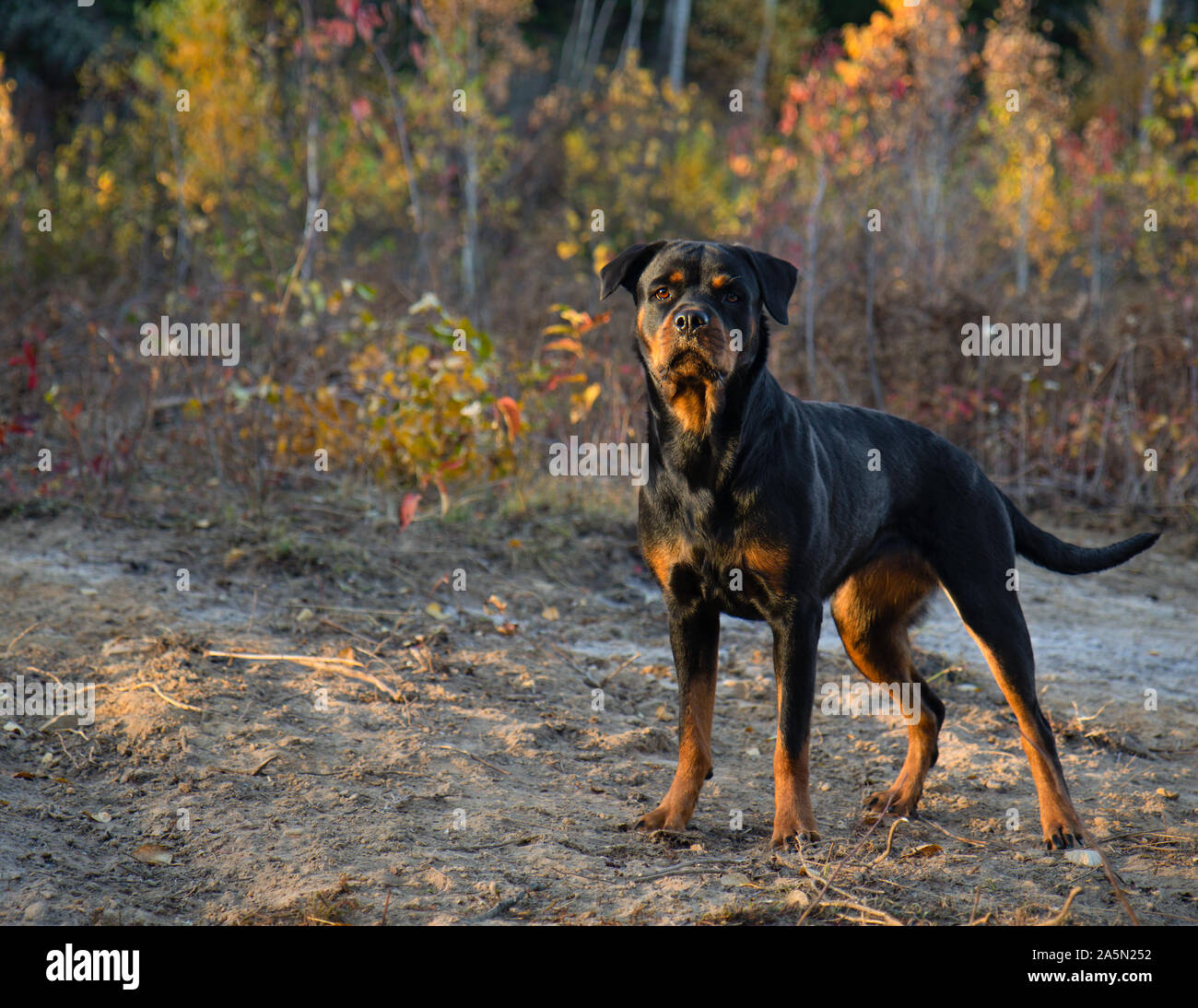 Rottweiler fall hi-res stock photography and images - Alamy