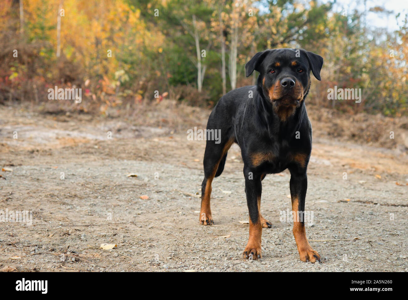 Rottweiler fall hi-res stock photography and images - Alamy