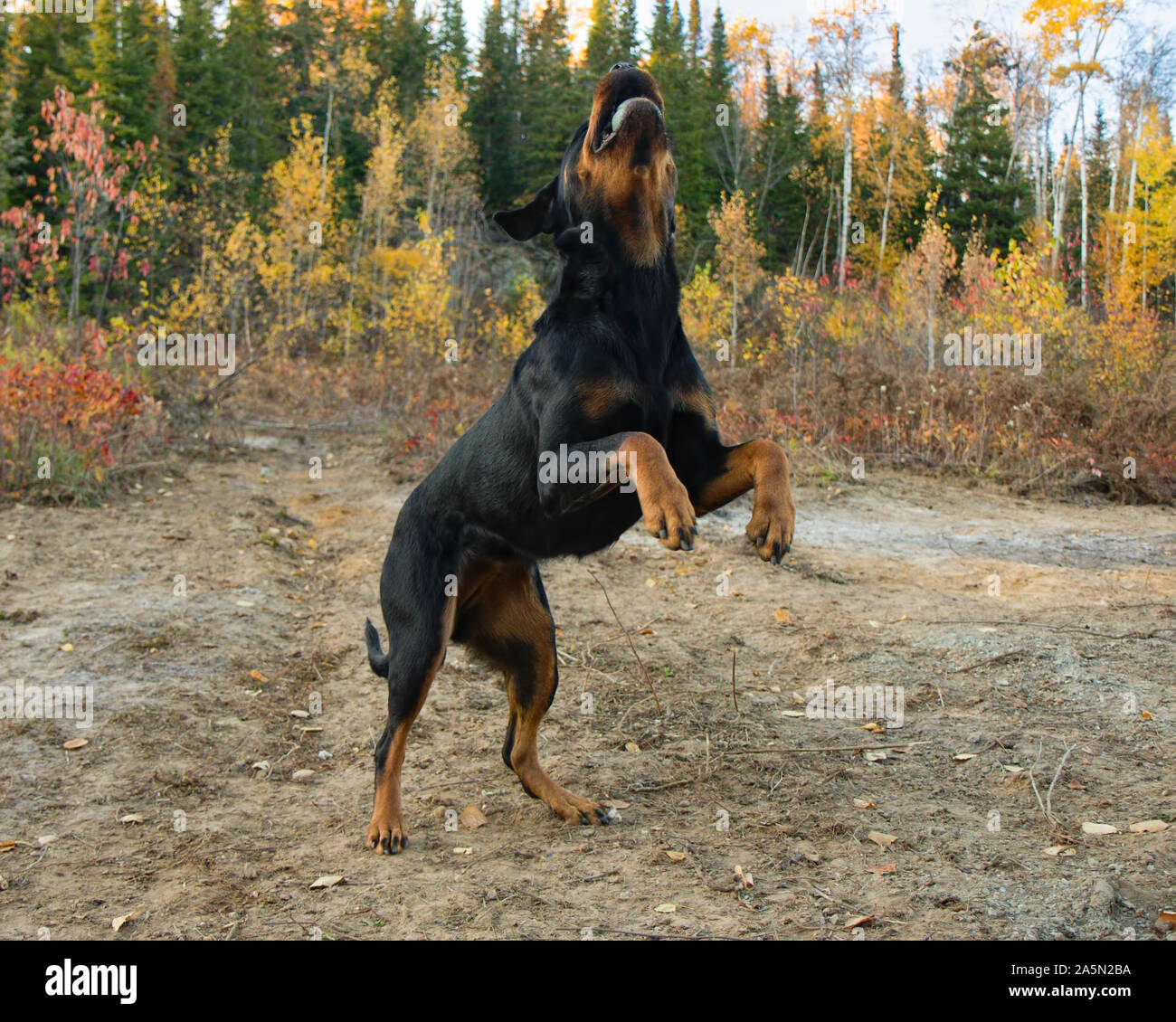 Rottweiler with ball hi-res stock photography and images - Alamy