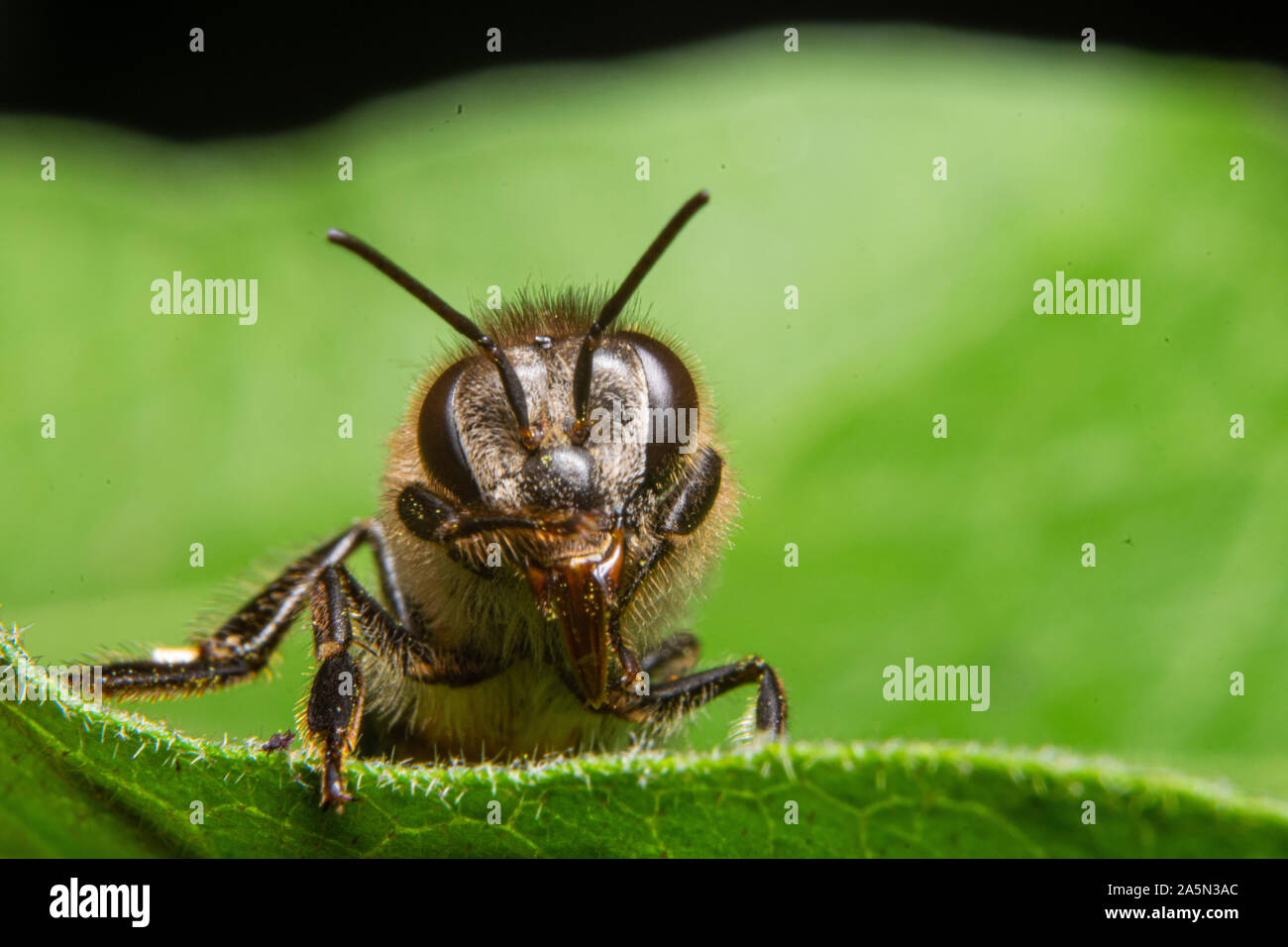macro image, flower bee in a leaf Stock Photo