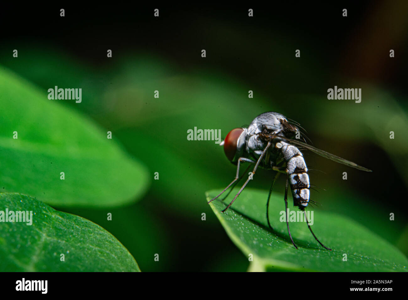 Fruitfly hires stock photography and images Alamy