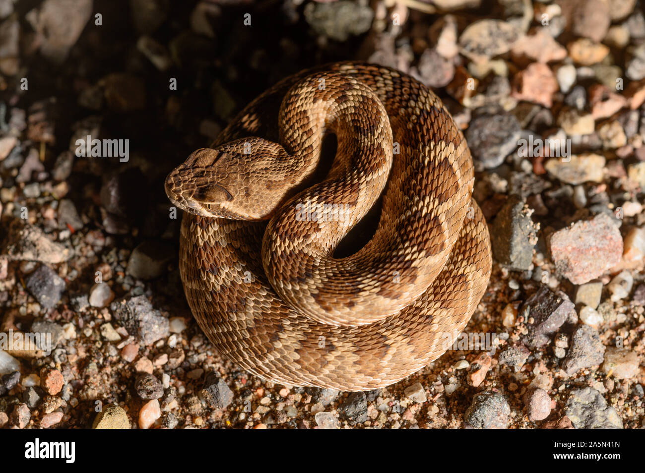 Neonate Mojave Rattlesnake, (Crotalus Scutulatus Scutulatus), Cochise ...