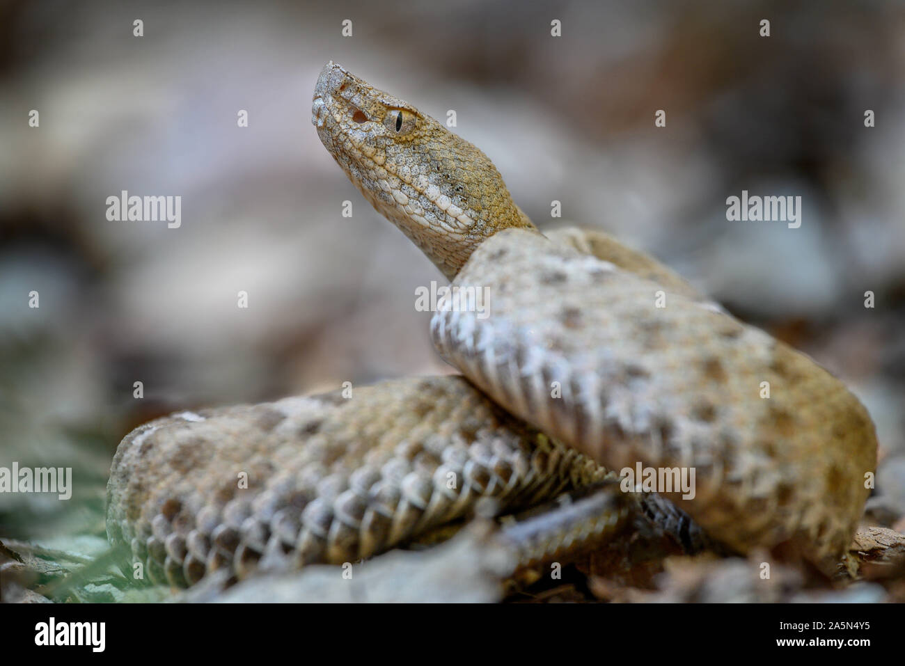New Mexico Ridgenosed Rattlesnake, (Crotalus willard obscurus), Sonora