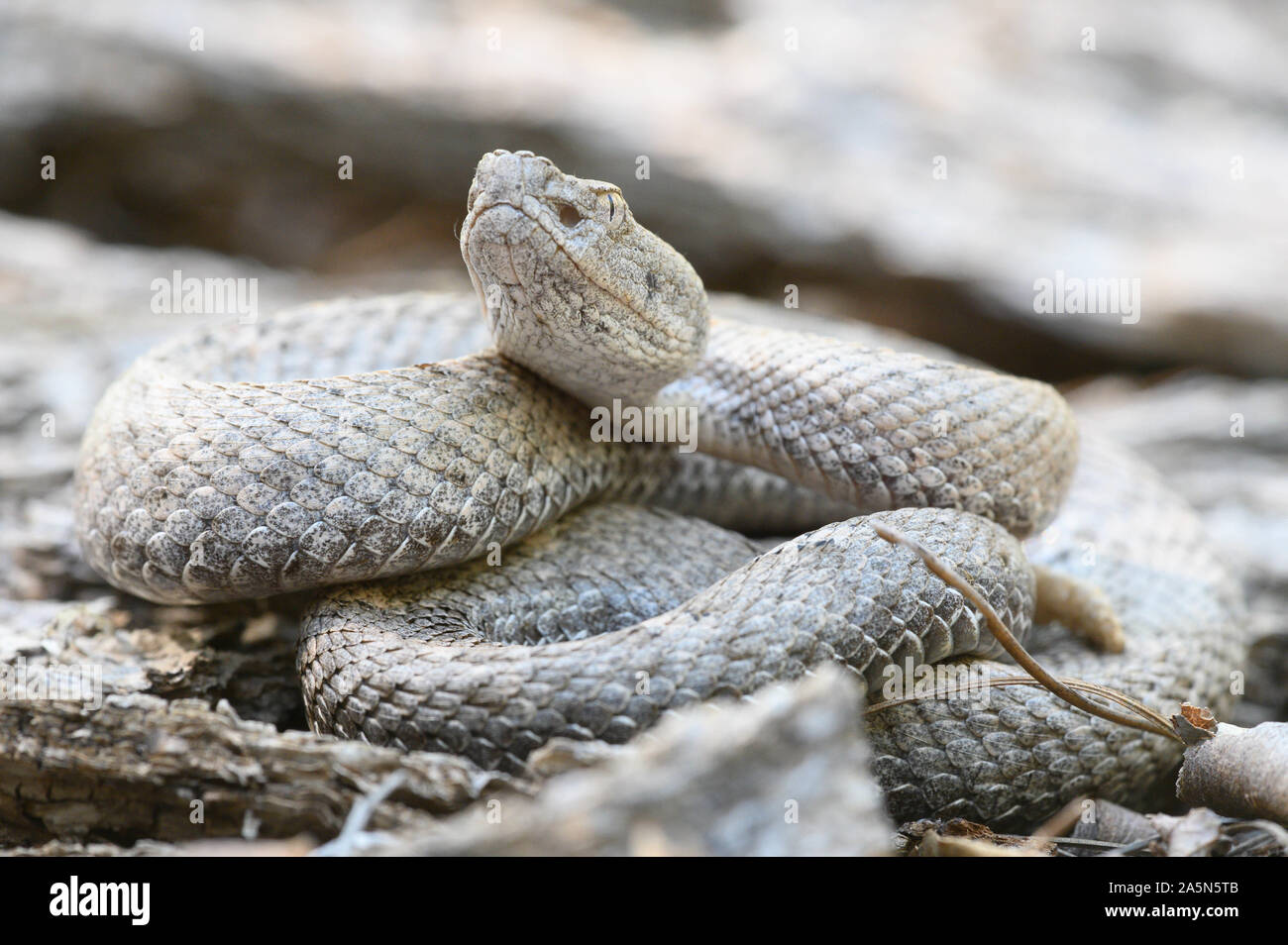 New Mexico Ridge-nosed Rattlesnake, (Crotalus willard obscurus), Sonora, Mexico. Stock Photo
