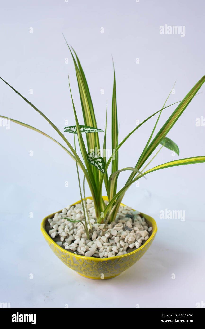 Indoor planters hires stock photography and images Alamy