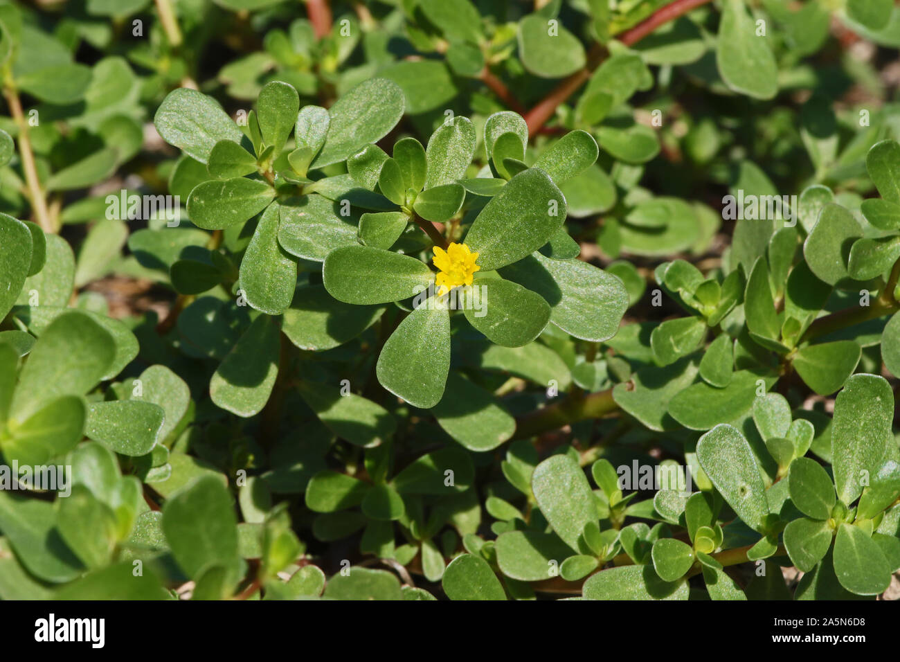 portulaca flower a close relative of common purslane also called pursley, verdolaga, red root or pigweed Latin portulaca oleracea an edible vegetable Stock Photo