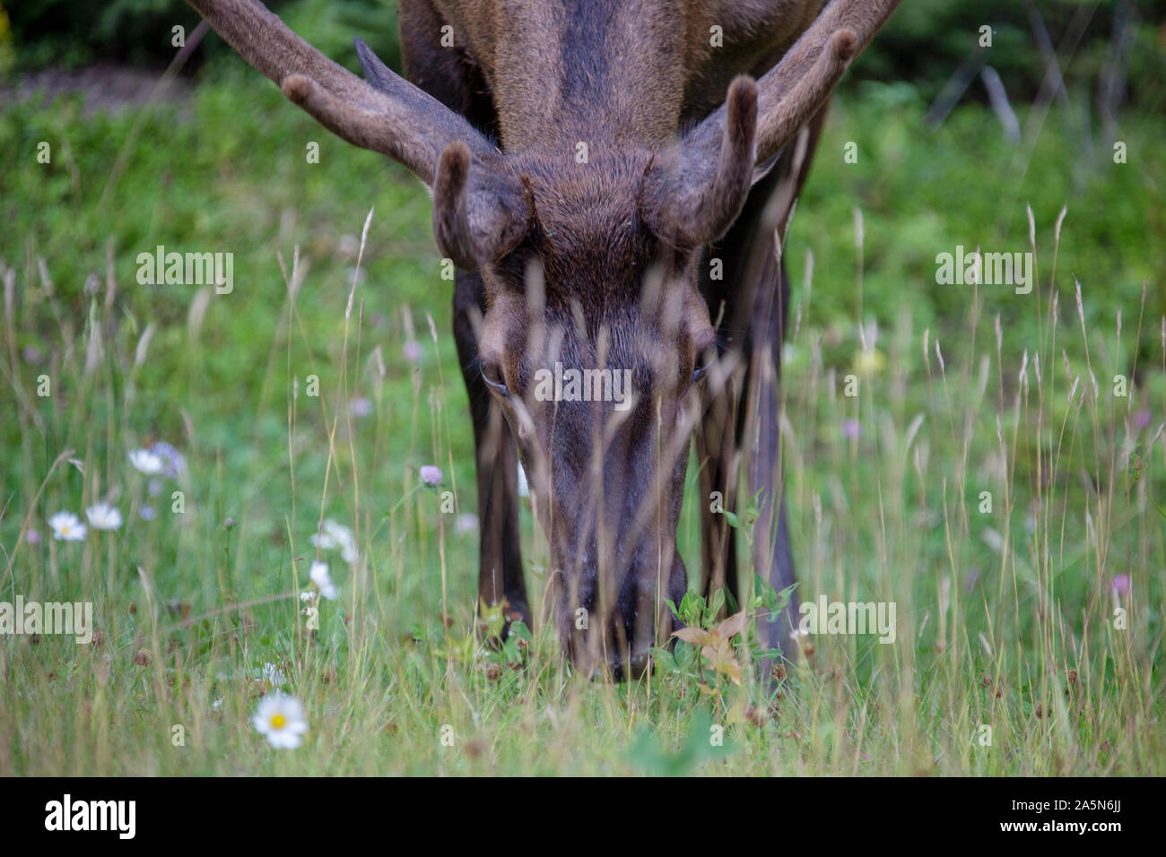 Wild Elk Canada Prince Albert Park Saskatchewan Stock Photo