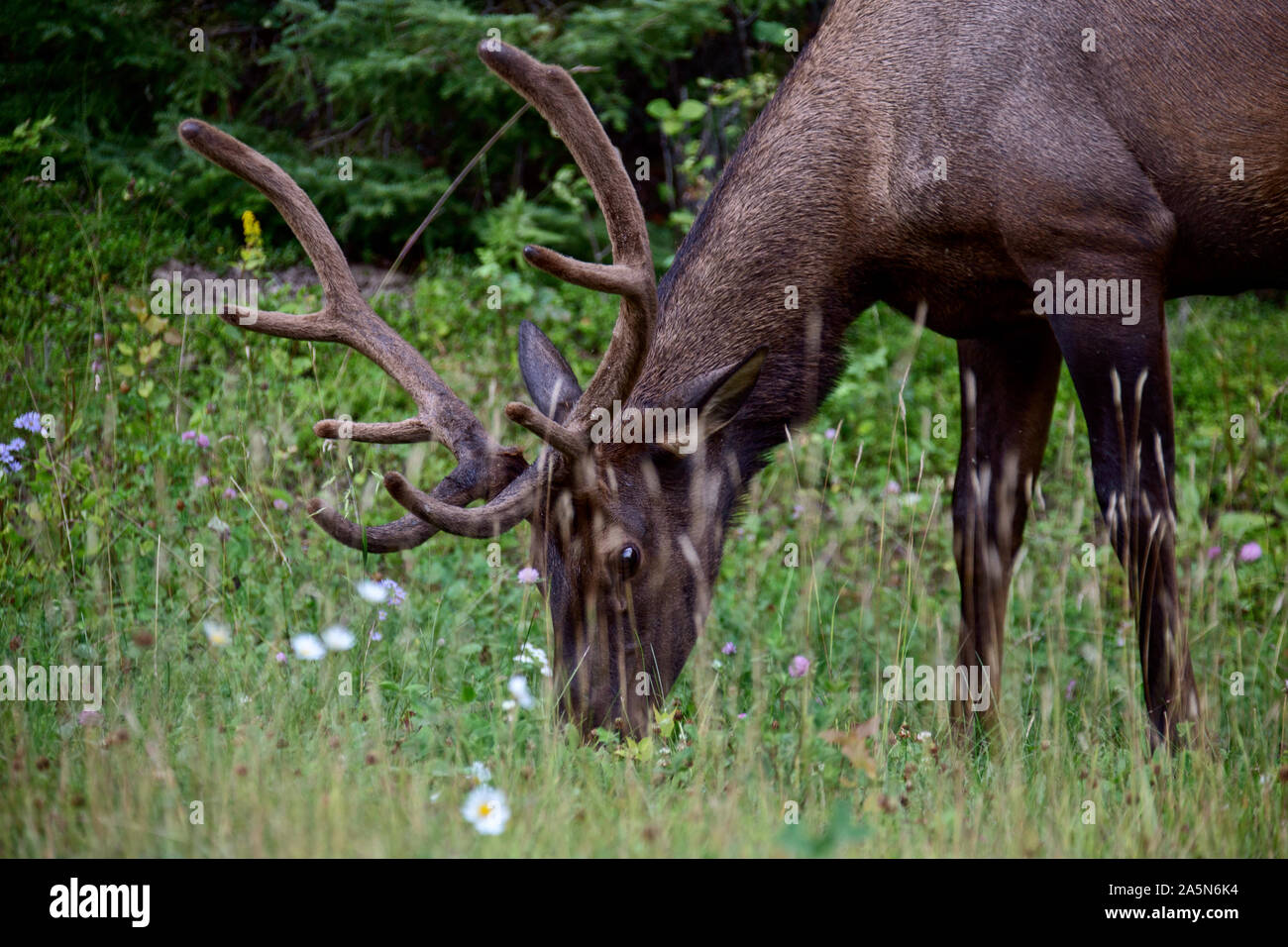 Wild Elk Canada Prince Albert Park Saskatchewan Stock Photo