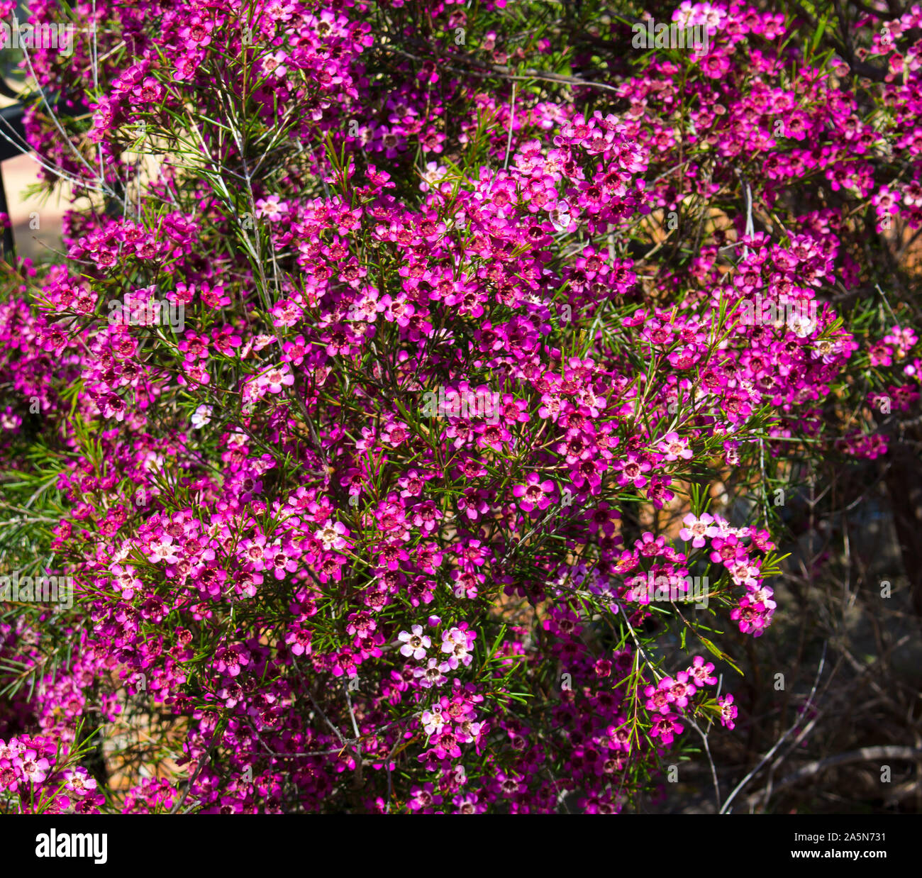 Showy West Australian native wild flower pink Geraldton Wax