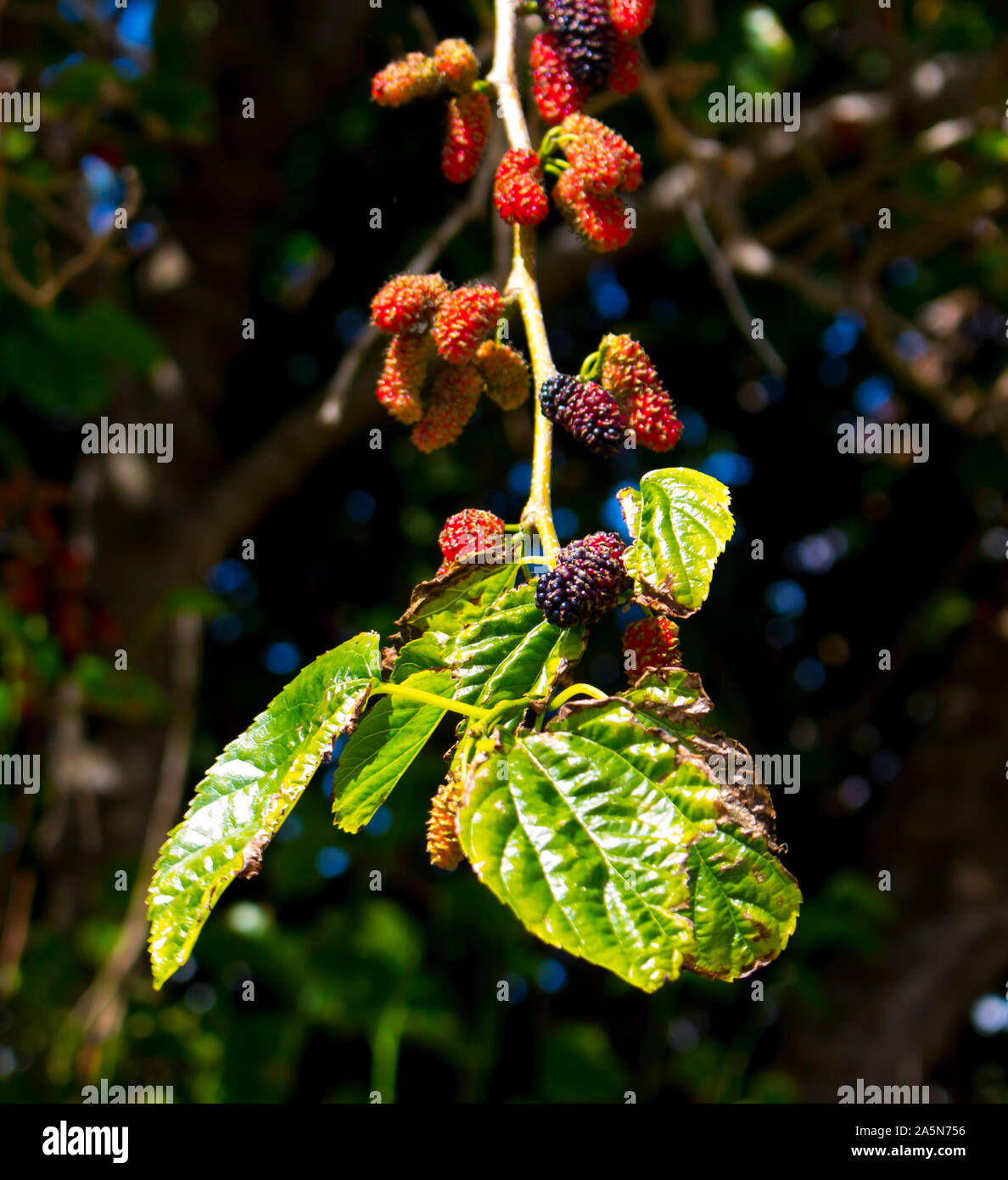 Morus alba Pendula  Weeping Mulberry Tree  a beautiful small tree with long pendulous branches which sweep towards the ground and produce sweet fruit. Stock Photo