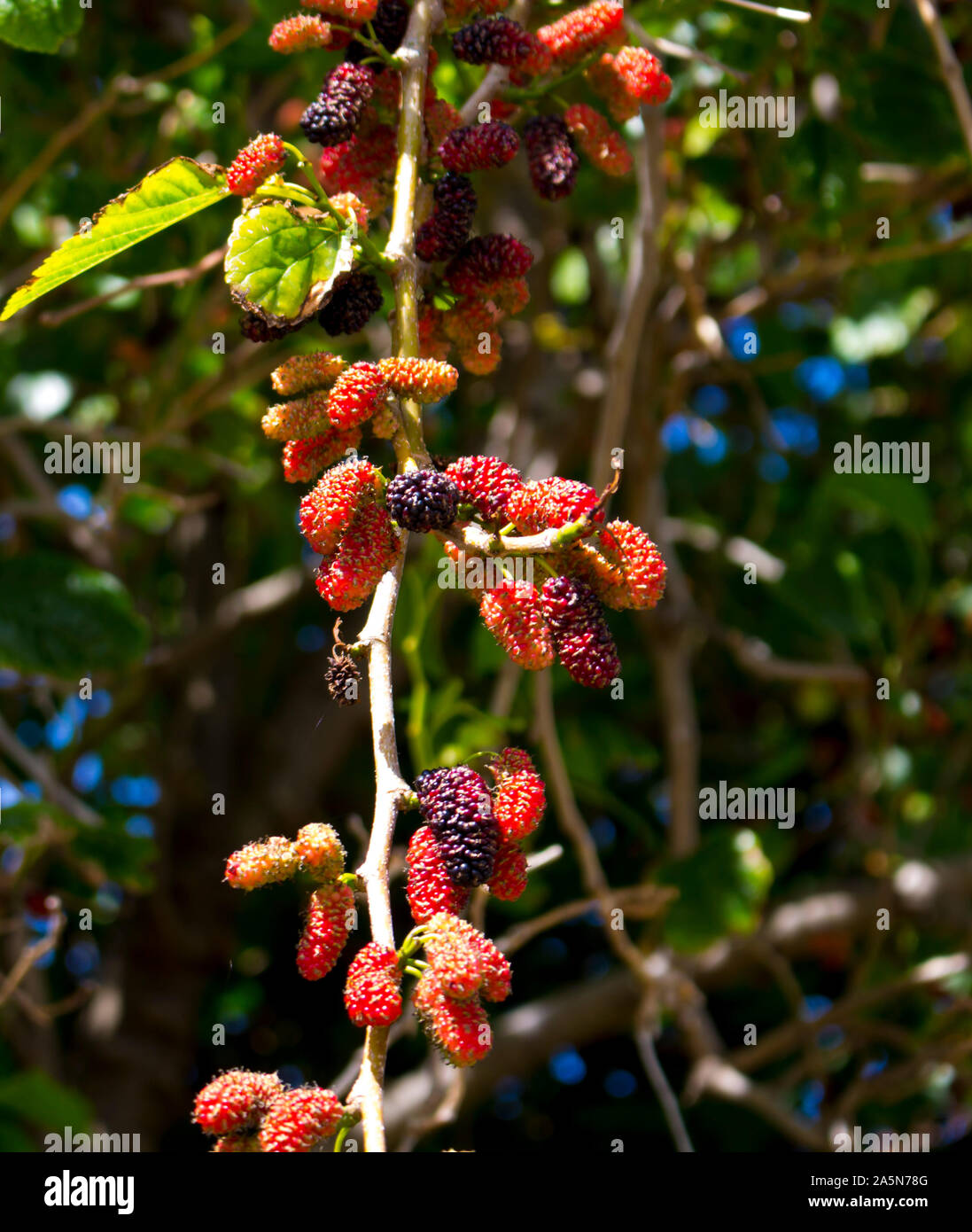 Morus alba Pendula  Weeping Mulberry Tree  a beautiful small tree with long pendulous branches which sweep towards the ground and produce sweet fruit. Stock Photo