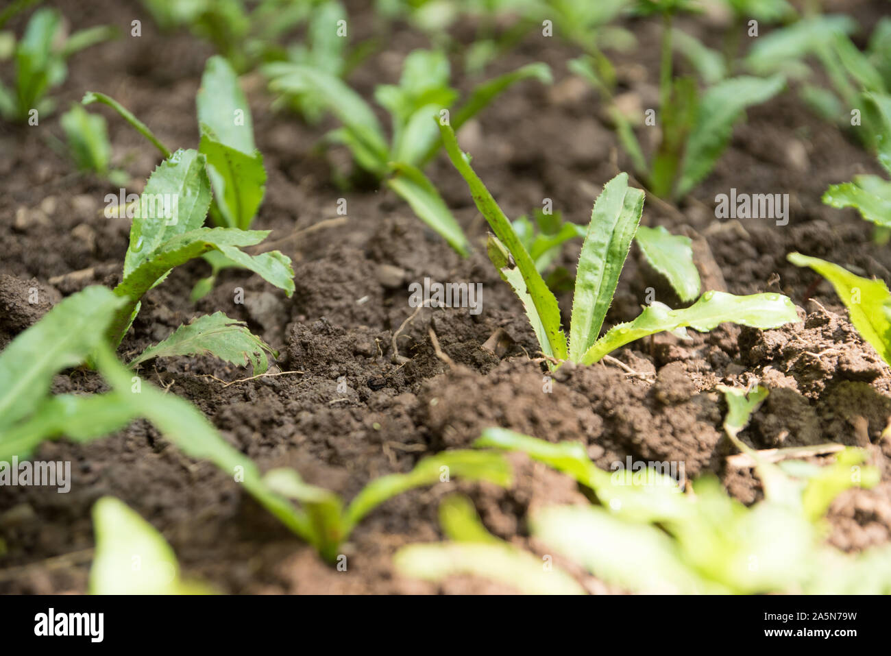 Sawtooth coriander (culantro, Eryngium foetidum) plants in an organic