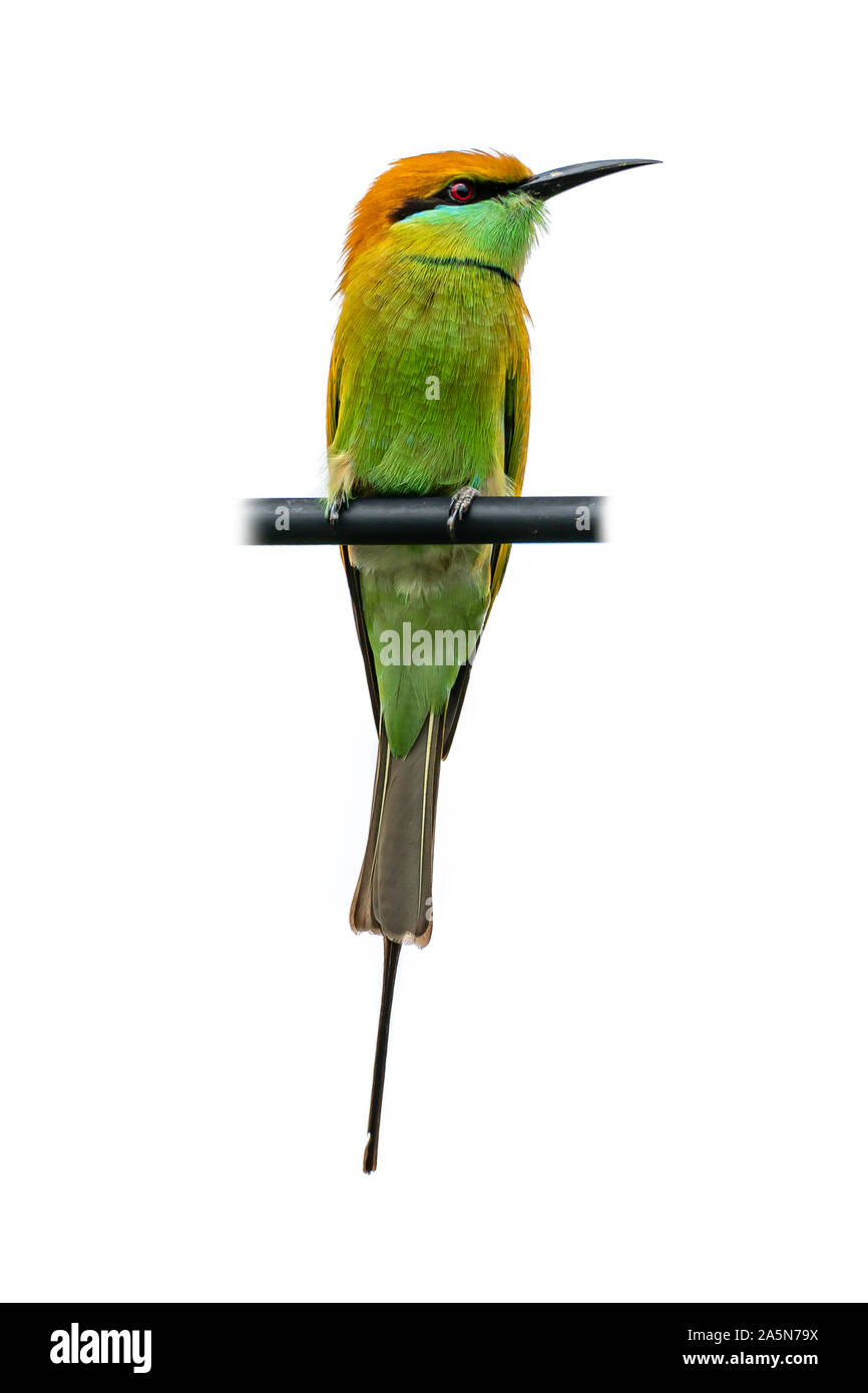 Green Bee-Eater perching on black electrical wire isolated on white background Stock Photo