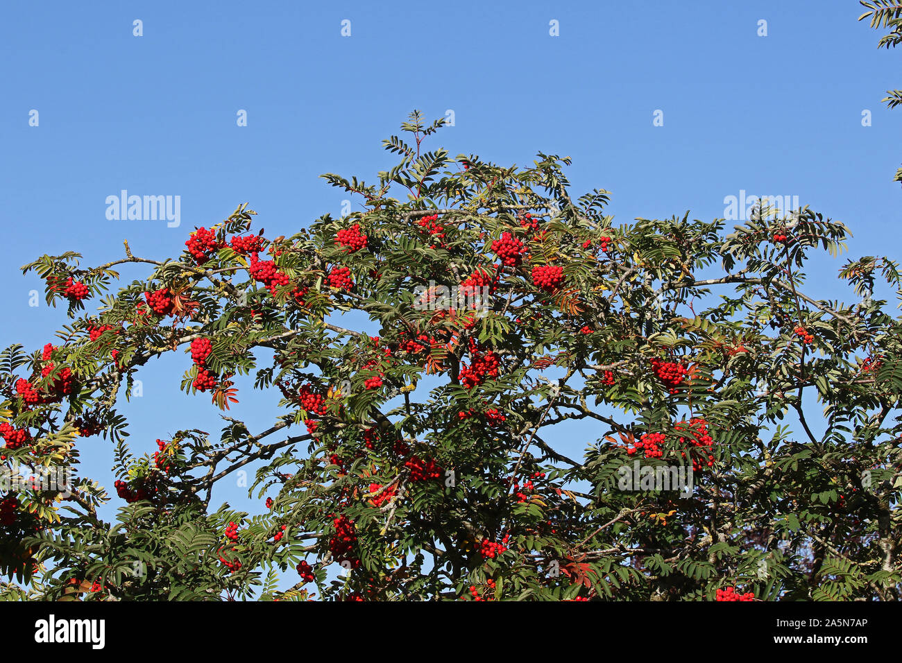 red berries on a European mountain ash tree also called a rowan Latin sorbus aucuparia in autumn or fall in Oxford England Stock Photo