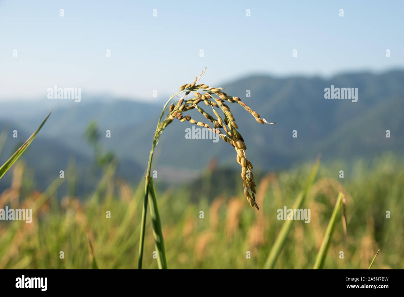 Sticky Rice Contraption Production Of Sticky Rice High Resolution Stock Photography and Images ...