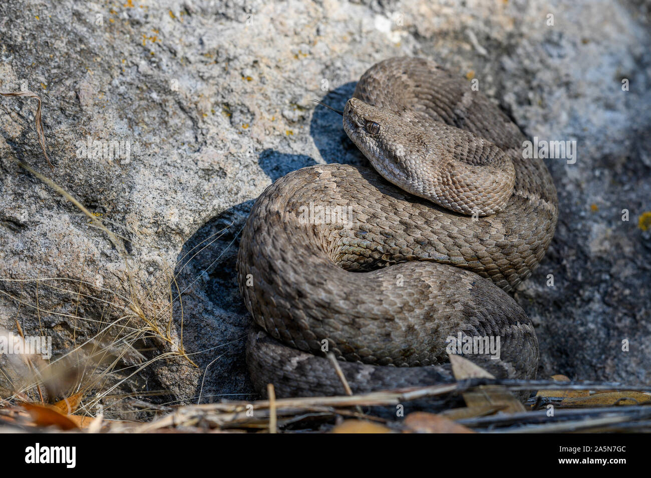 New Mexico Ridgenosed Rattlesnake, (Crotalus willard obscurus), Sonora