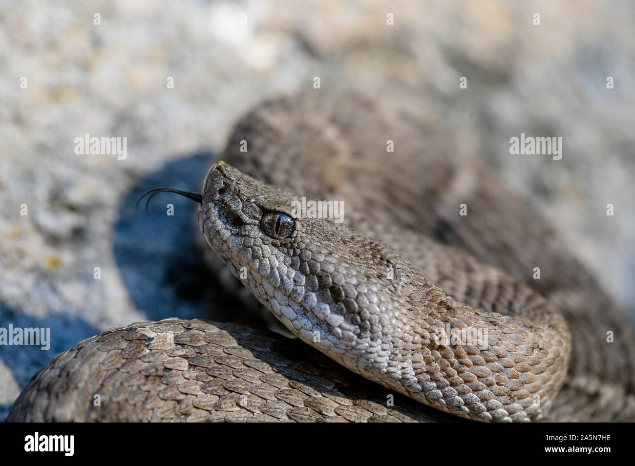 New Mexico Ridge Nosed Rattlesnake Crotalus Willard Obscurus Sonora Mexico Stock Photo Alamy