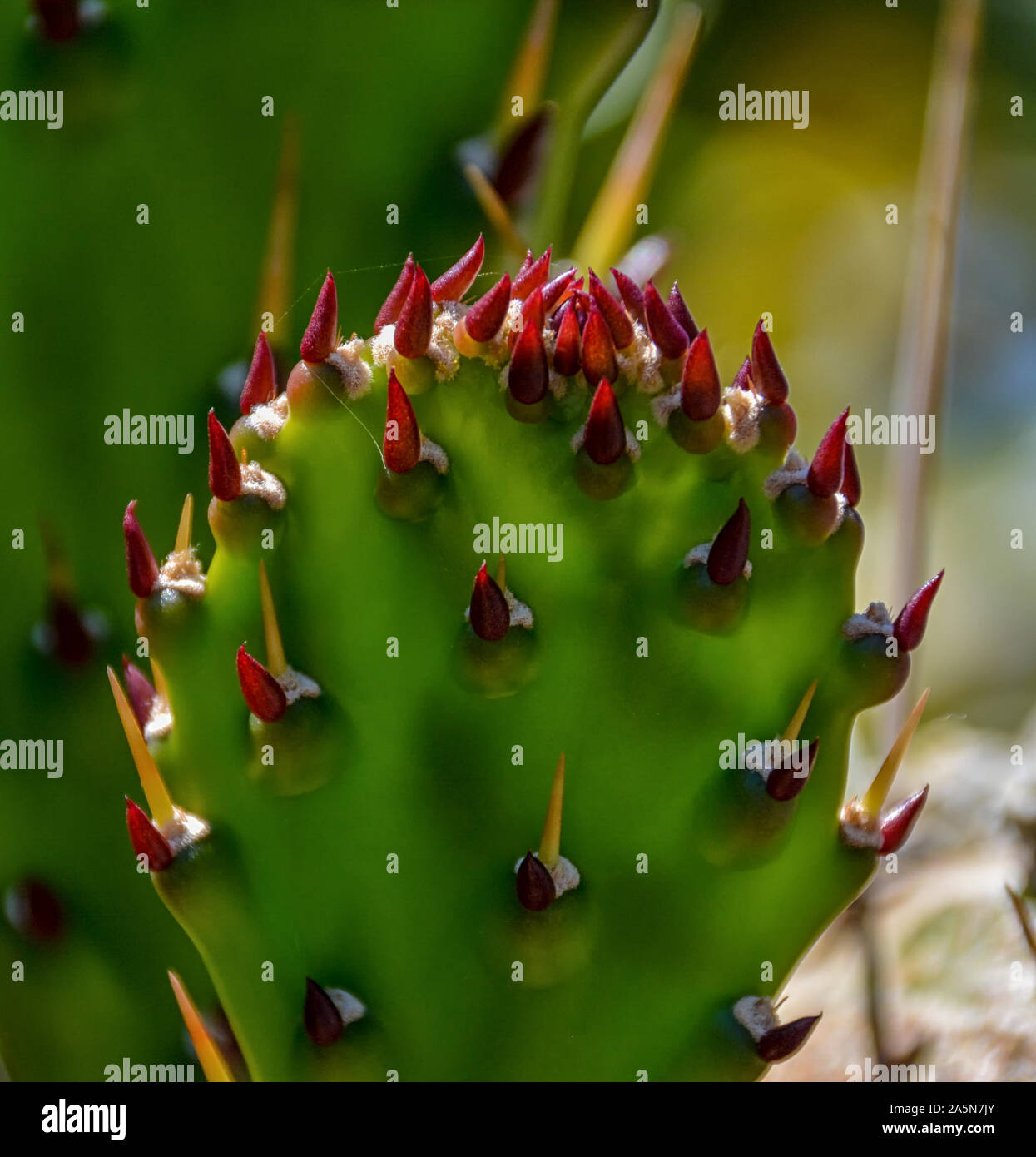 A Prickly Pear Cactus in Southern Africa Stock Photo Alamy