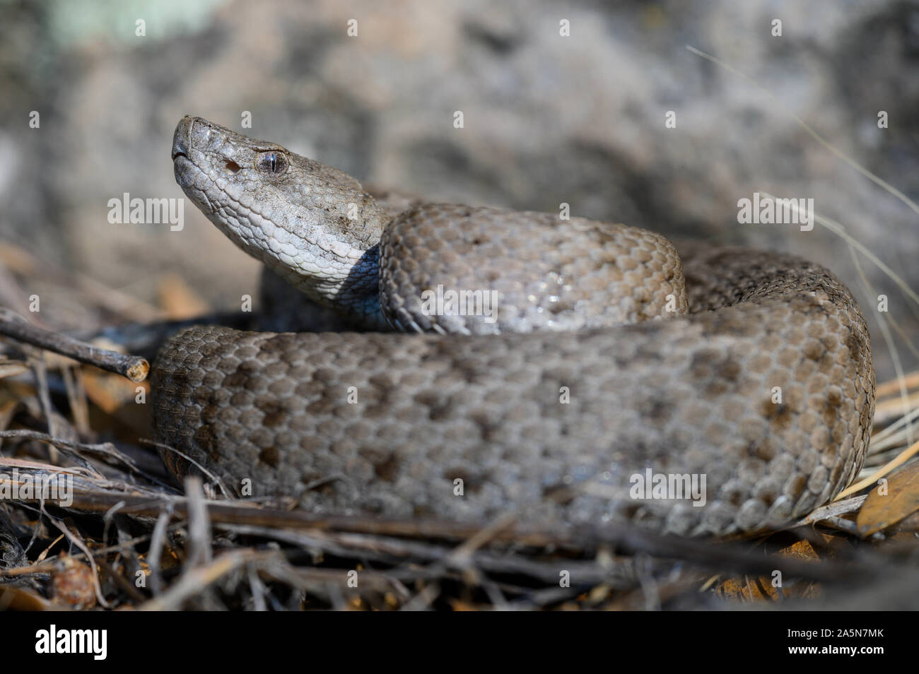 New Mexico Ridge-nosed Rattlesnake, (Crotalus willard obscurus), Sonora ...