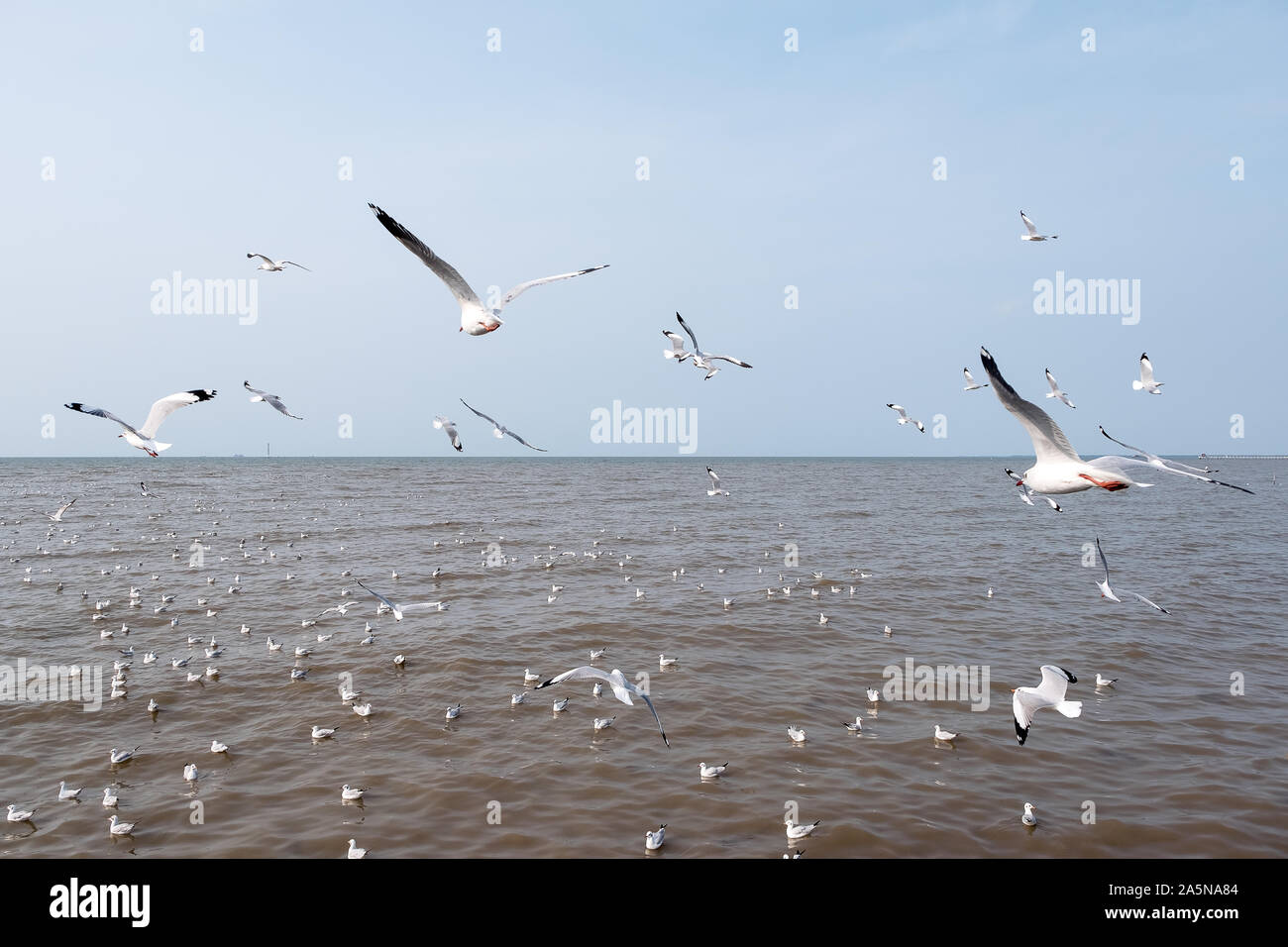 Closeup image of a flock of seagulls flying above the sea with blue sky ...