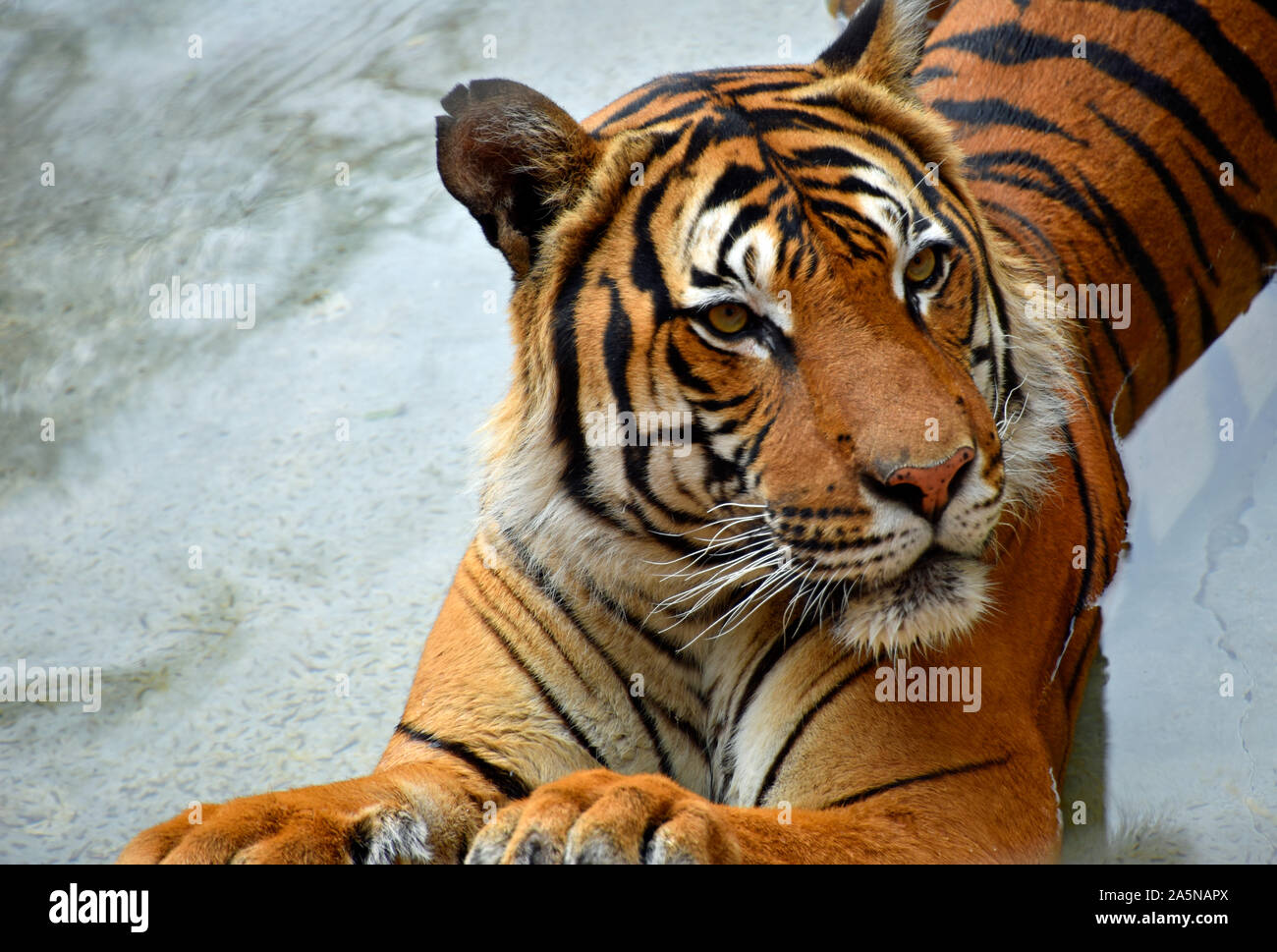 Penari, the Malayan Tiger at the Rio Grande Zoo in New Mexico. Stock Photo