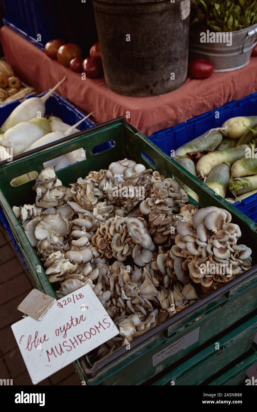 Blue oyster mushrooms for sale at a farmers market in Copley Square on a Fall day. Boston