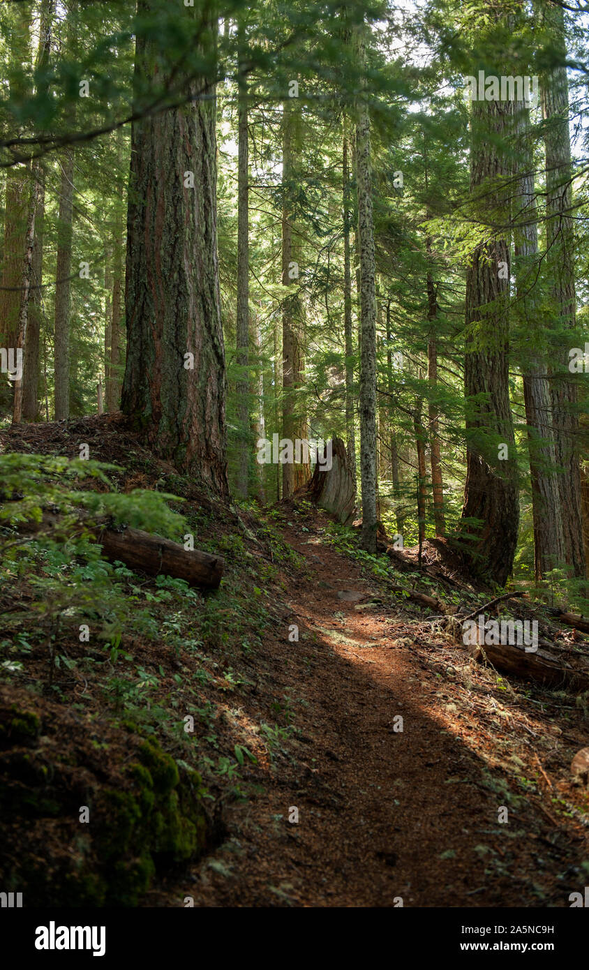 Red Lake Trail 719 in the Mt. Hood National Forest passes through old