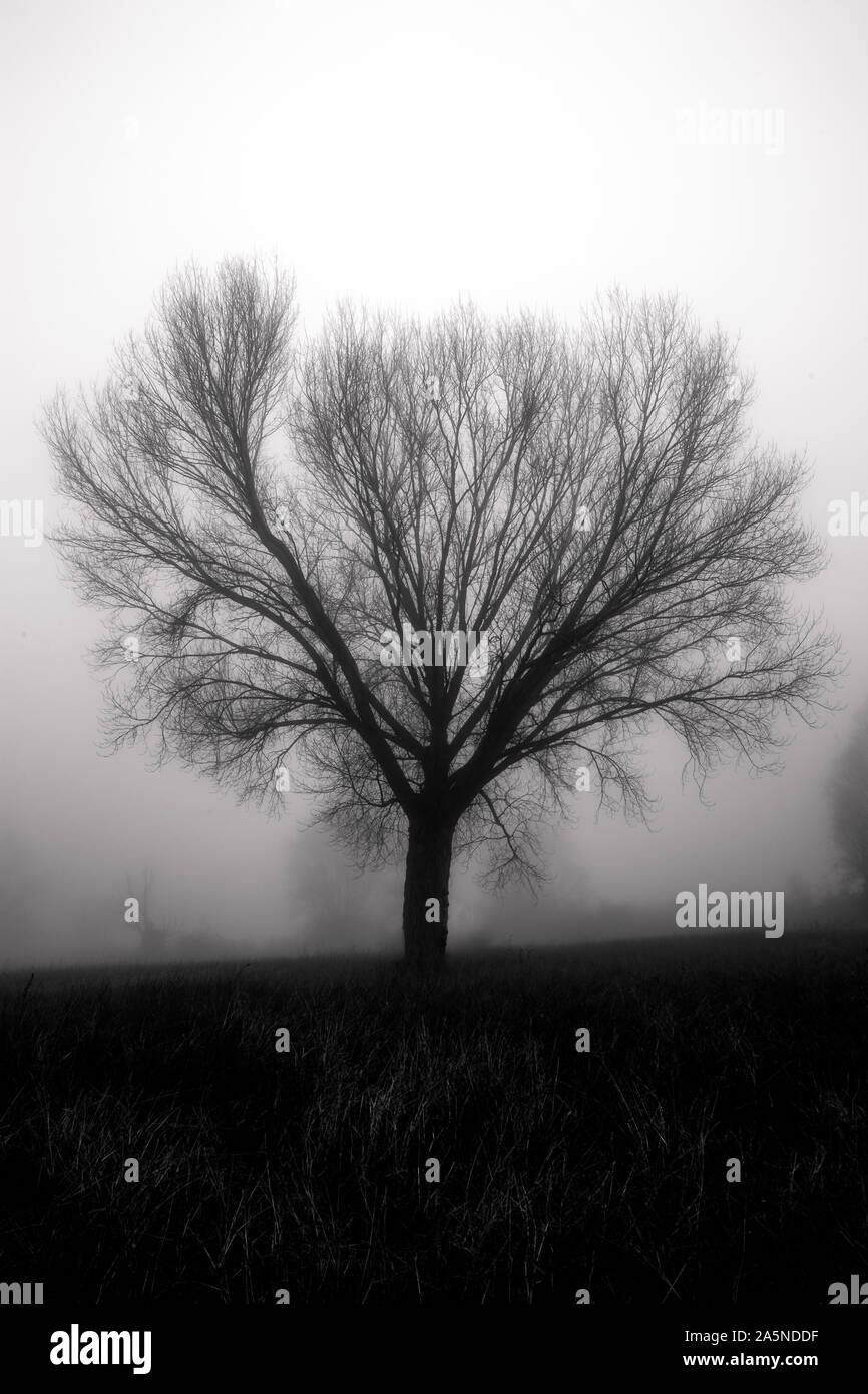 A tree silhouette in the fog, with some more distant trees Stock Photo ...