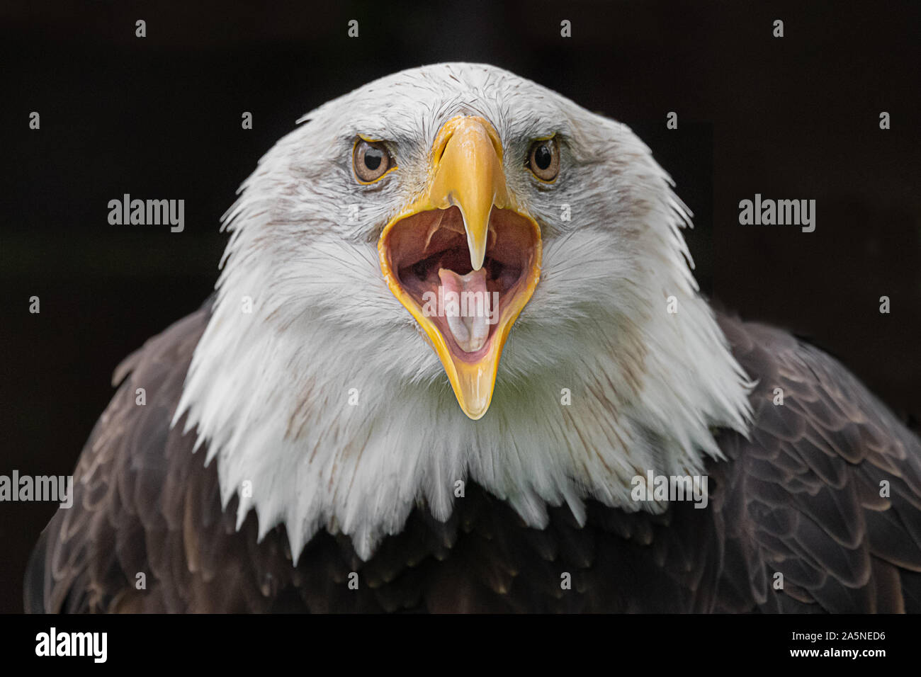 Very close portrait showing the head of a bald eagle staring forward with its beak wide open Stock Photo