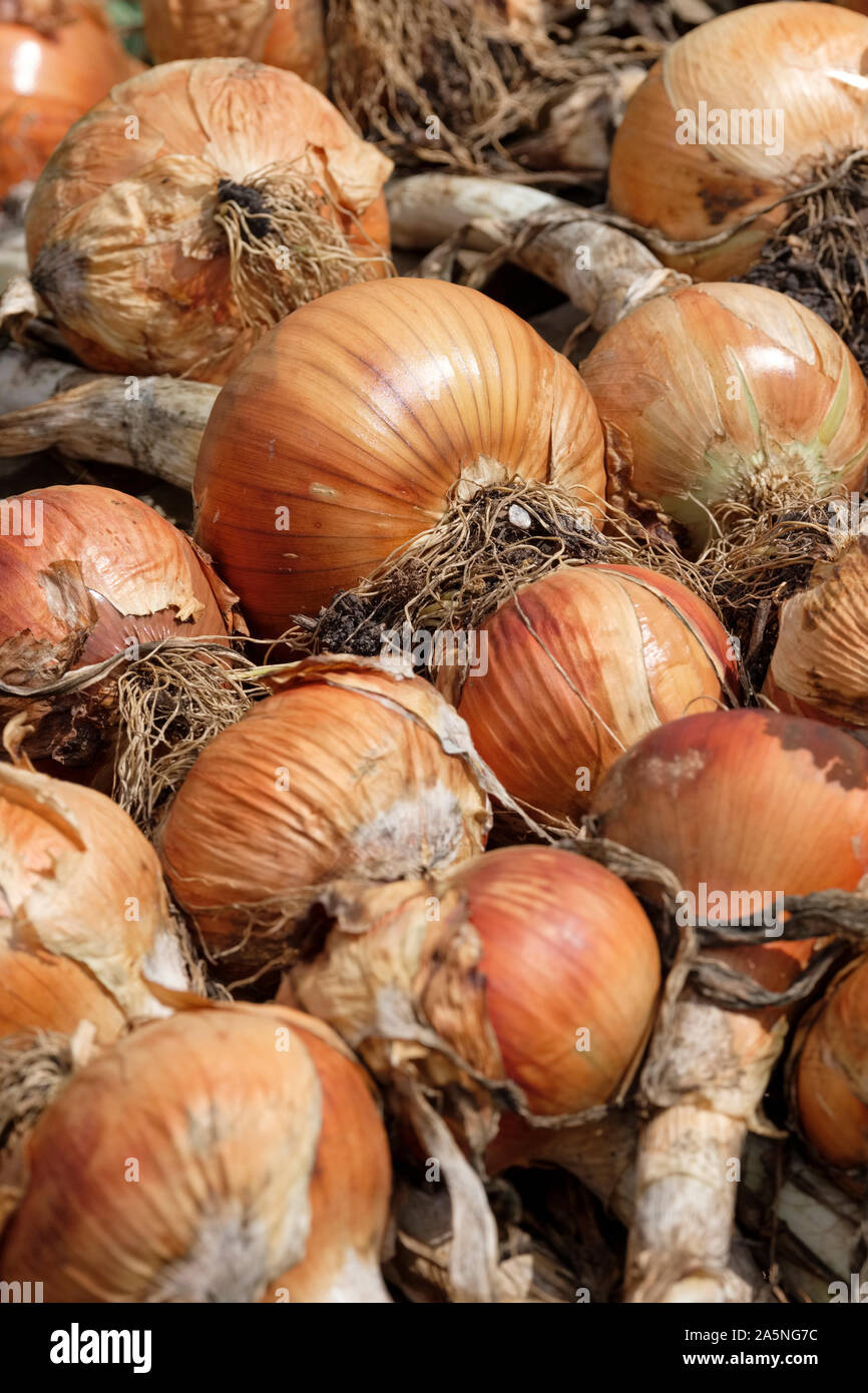 Globe-shaped onions/bulbs drying on a vegetable plot. Onion 'Bedfordshire Champion' Stock Photo