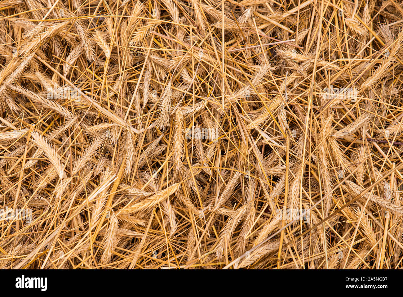 background of ears of dried wheat Stock Photo