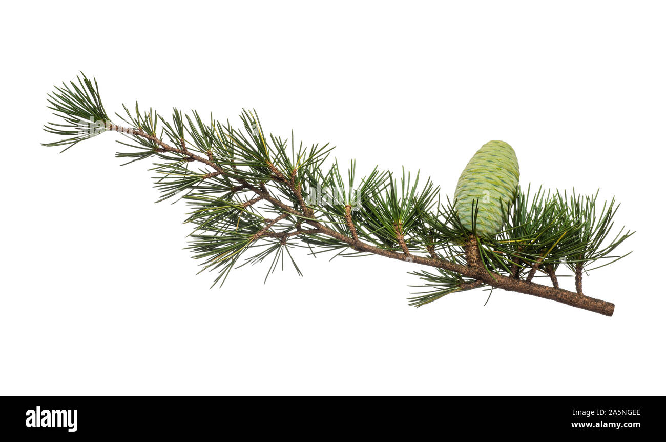 Cedrus deodara branch isolated on white background Stock Photo