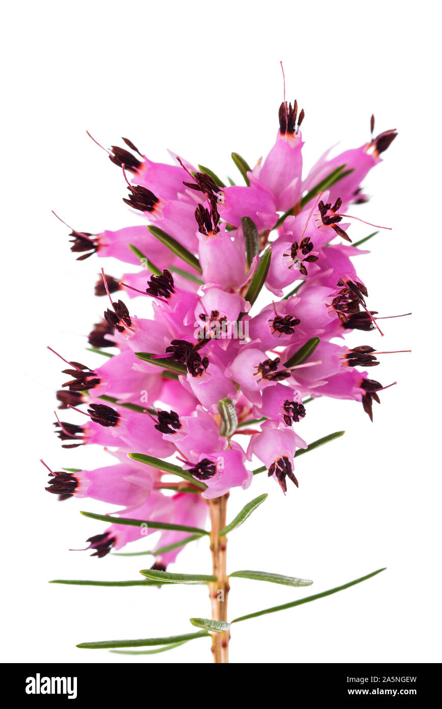 Purple heather flowers isolated on white background Stock Photo