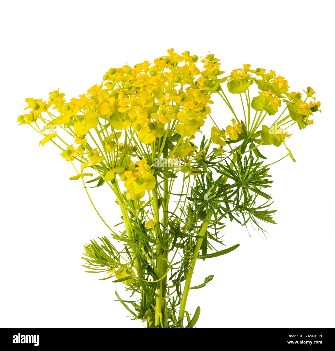 Cypress spurge flowers isolated on white background Stock Photo