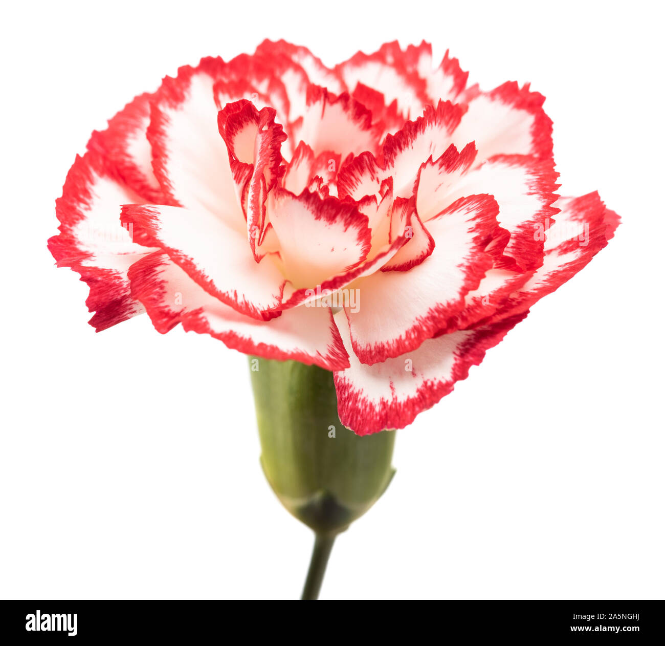 Vareigated carnations hires stock photography and images Alamy