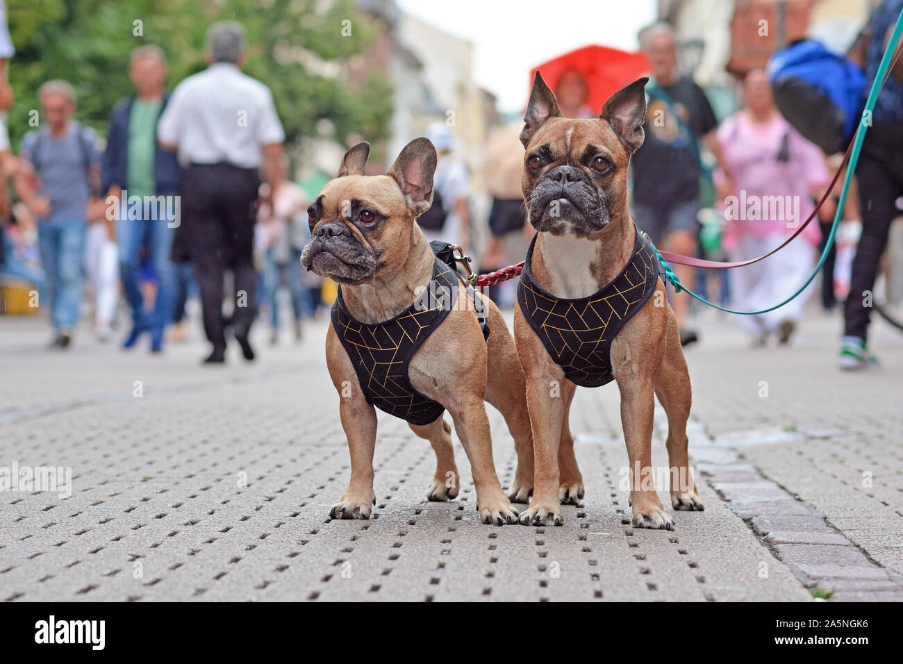 Two similar looking French Buldog dogs in matching outfits standing in