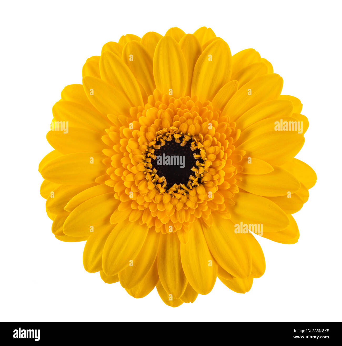 Yellow gerbera flower  isolated on white background Stock Photo