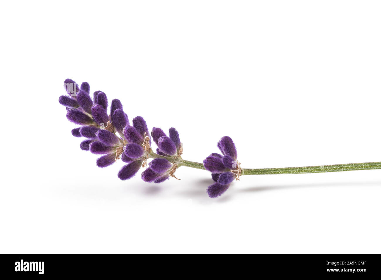 Lavender flower isolated on white background Stock Photo - Alamy