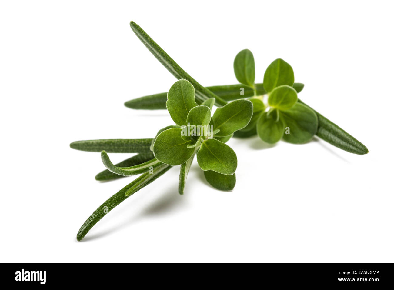 rosemary and marjoram sprig isolated on white background Stock Photo