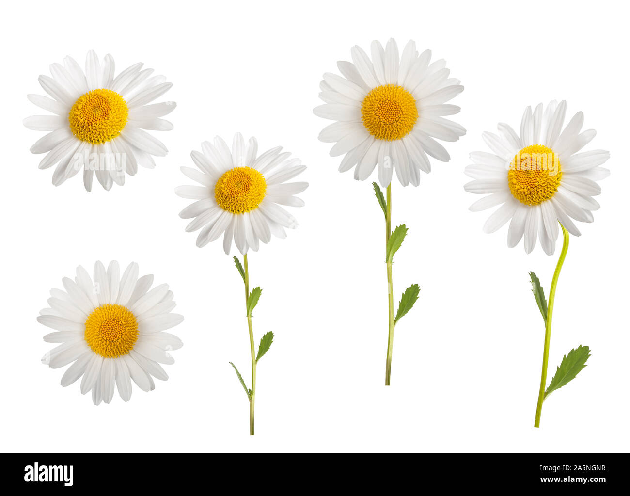 Daisies group isolated on white background Stock Photo