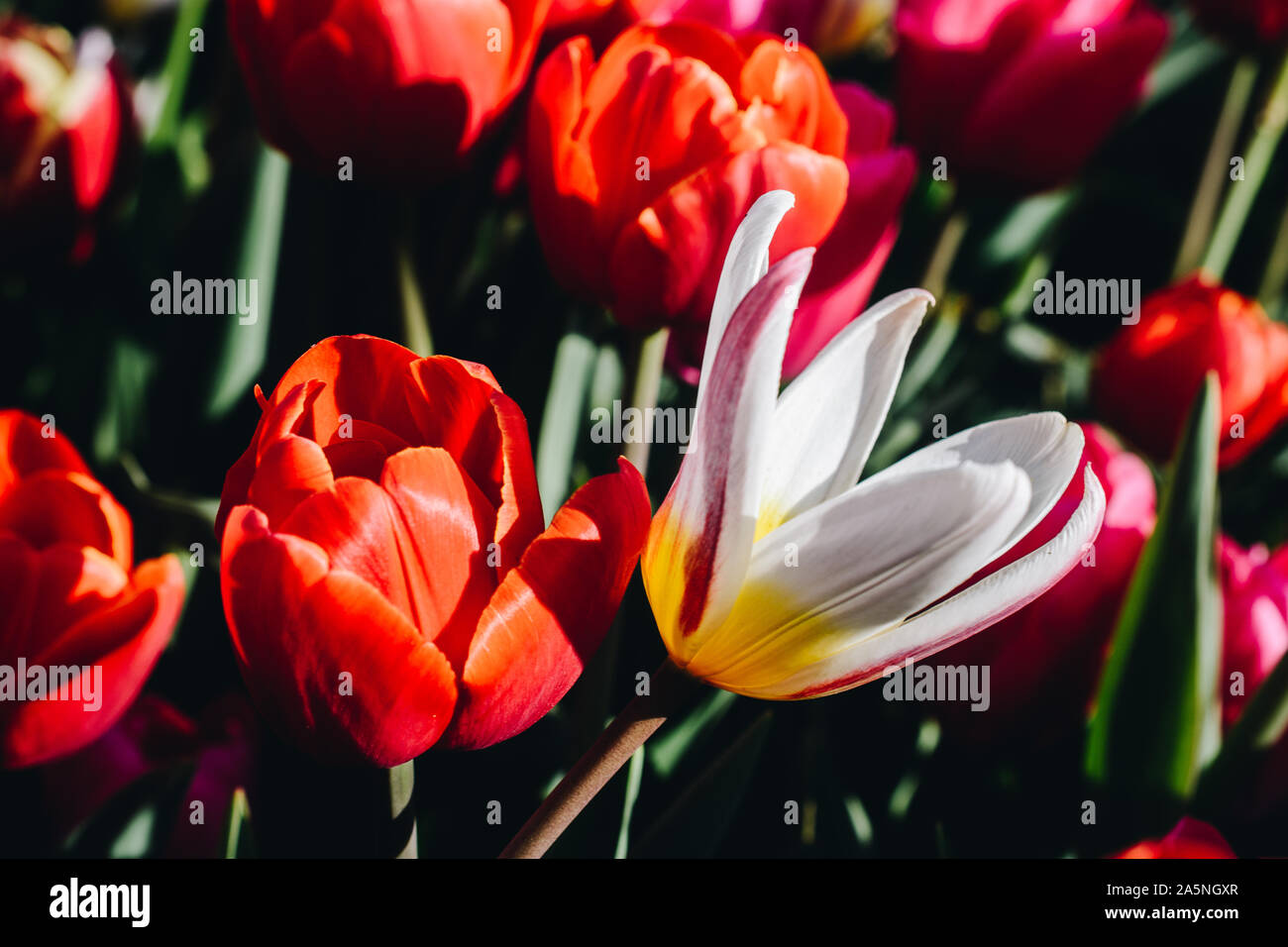Blooming tulips flowers in as floral plant background Stock Photo - Alamy
