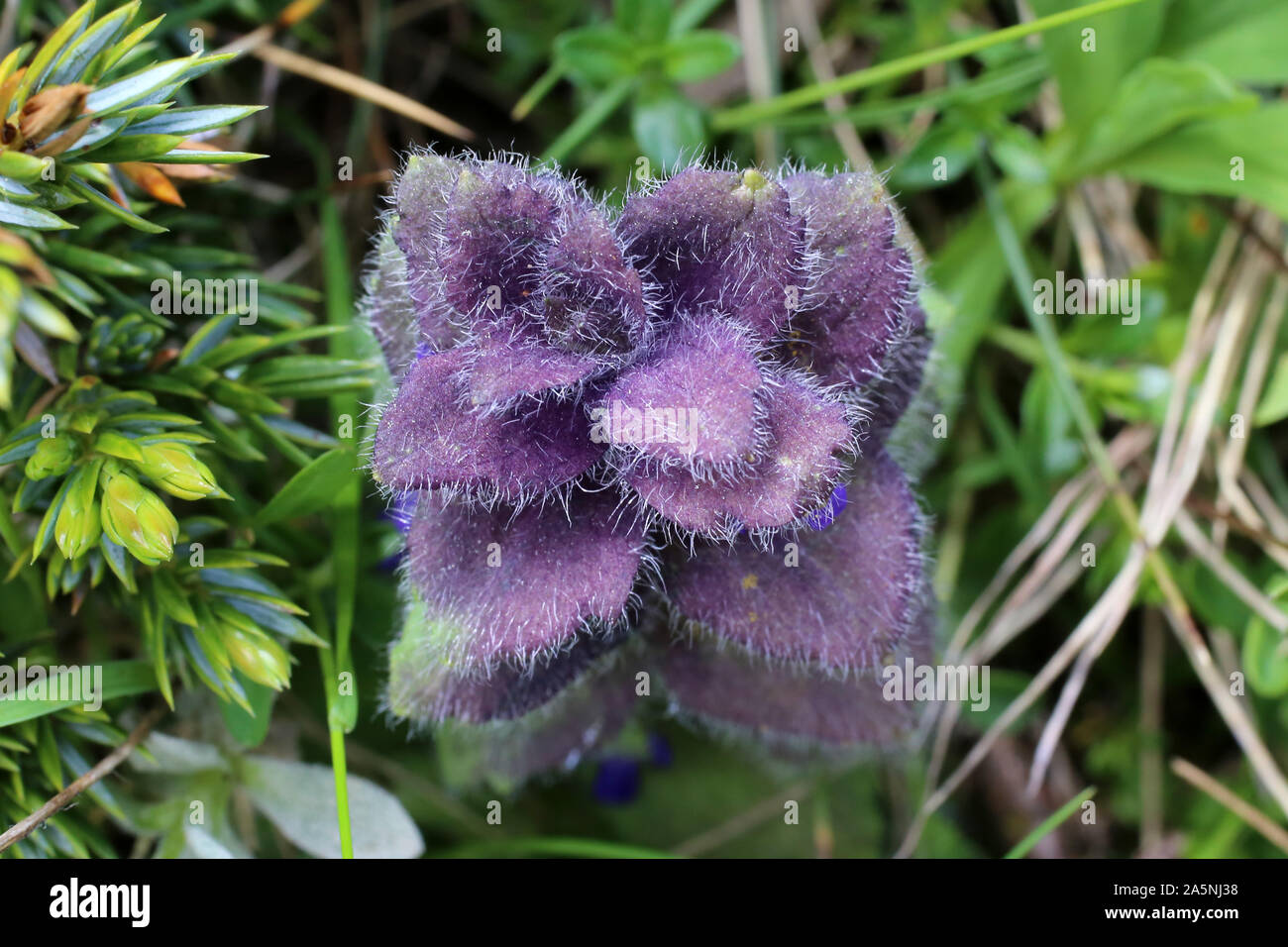 Ajuga pyramidalis - wild flowers Stock Photo