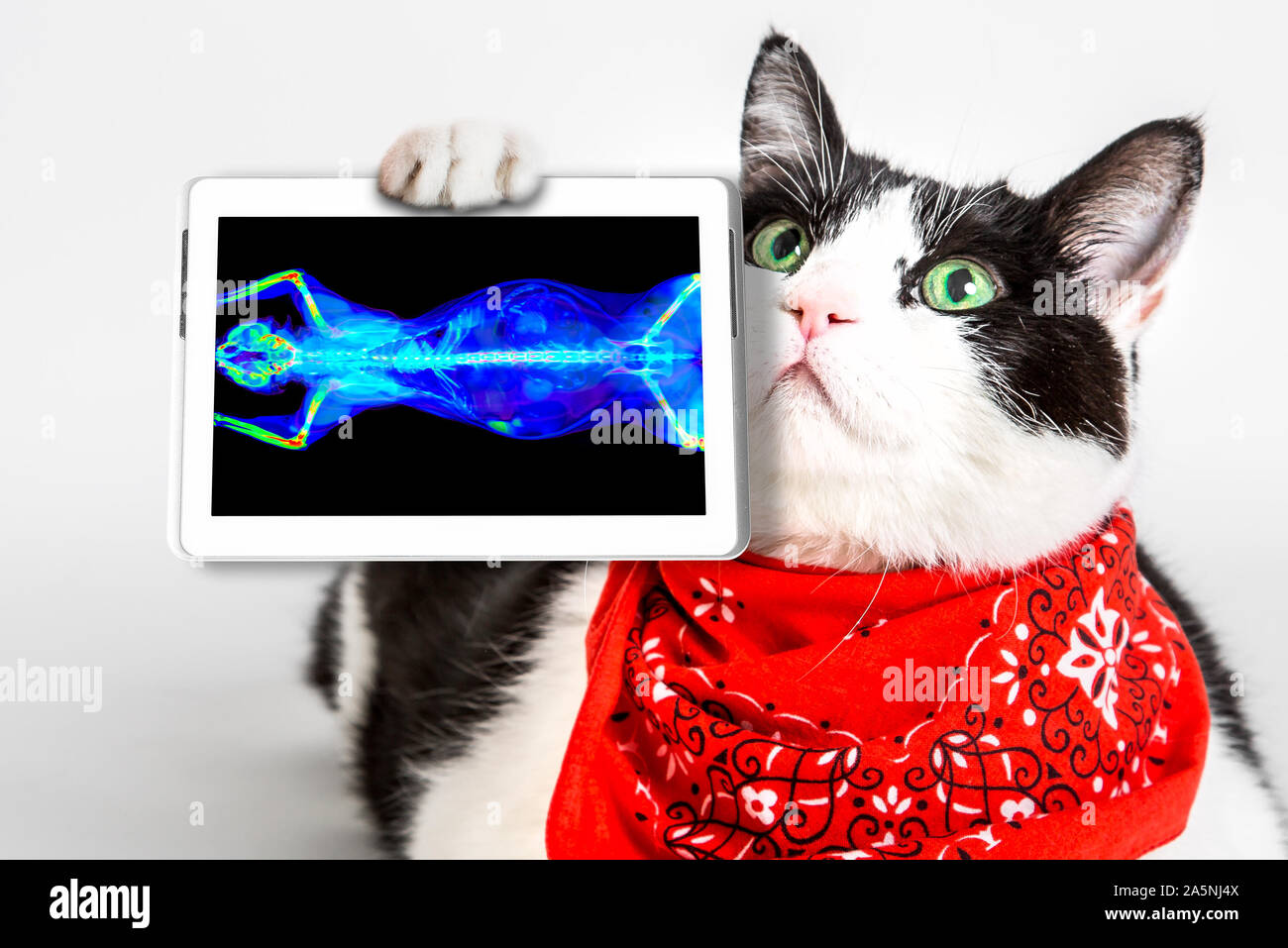 black and white cat with green eyes, wearing a red bandana, showing its ct scan in a tablet. White studio background. oncologist veterinary diagnostic Stock Photo
