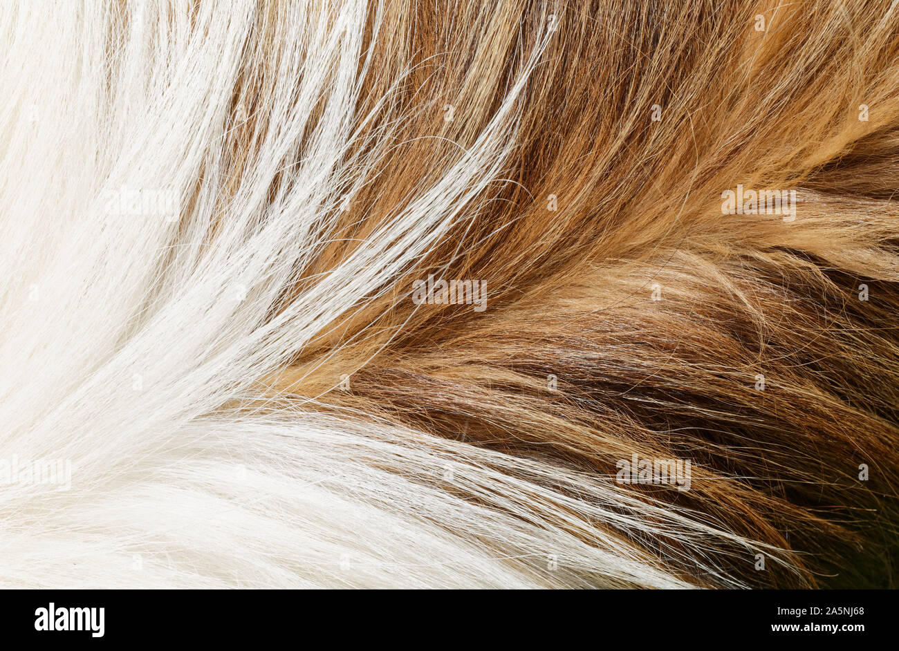 Collie dog fur animal hair texture or background macro Stock Photo