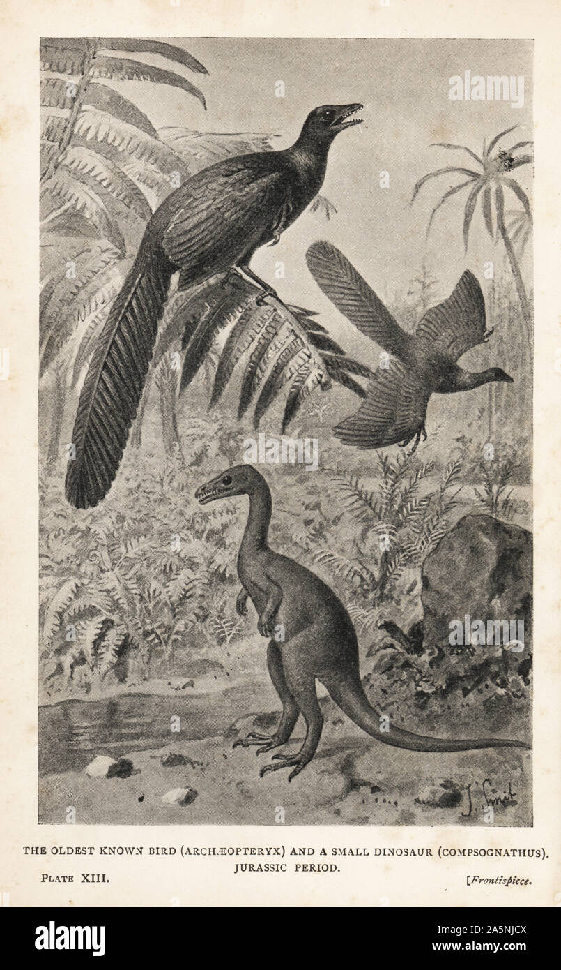 Reproductions of extinct bird Archaeopteryx lithographica and a small dinosaur, Compsognathus longipes, Jurassic period. Print after an illustration by Joseph Smit from Henry Neville Hutchinson’s Creatures of Other Days, Popular Studies in Palaeontology, Chapman and Hall, London, 1896. Stock Photo
