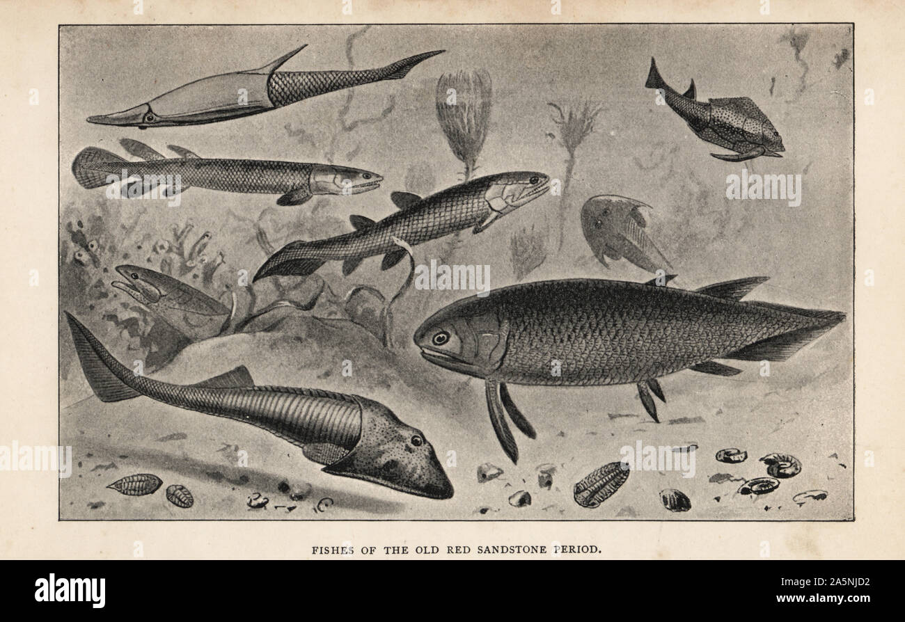Extinct jawless, lobe-finned and armour-plated fish species: Pteraspis, Glyptolaemus, head of Coccosteus, Cephalaspis, Osteolepis, Holoptychius and Pterichthys. Fishes of the old Red Sandstone period. Print after an illustration by Joseph Smit from Henry Neville Hutchinson’s Creatures of Other Days, Popular Studies in Palaeontology, Chapman and Hall, London, 1896. Stock Photo