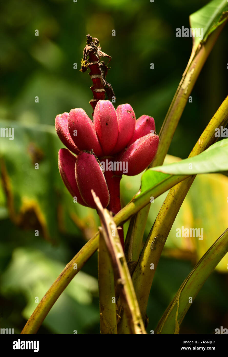 Fruits of wild pink banana (Musa velutina). El Valle de Anton, Panama, Central America Stock Photo
