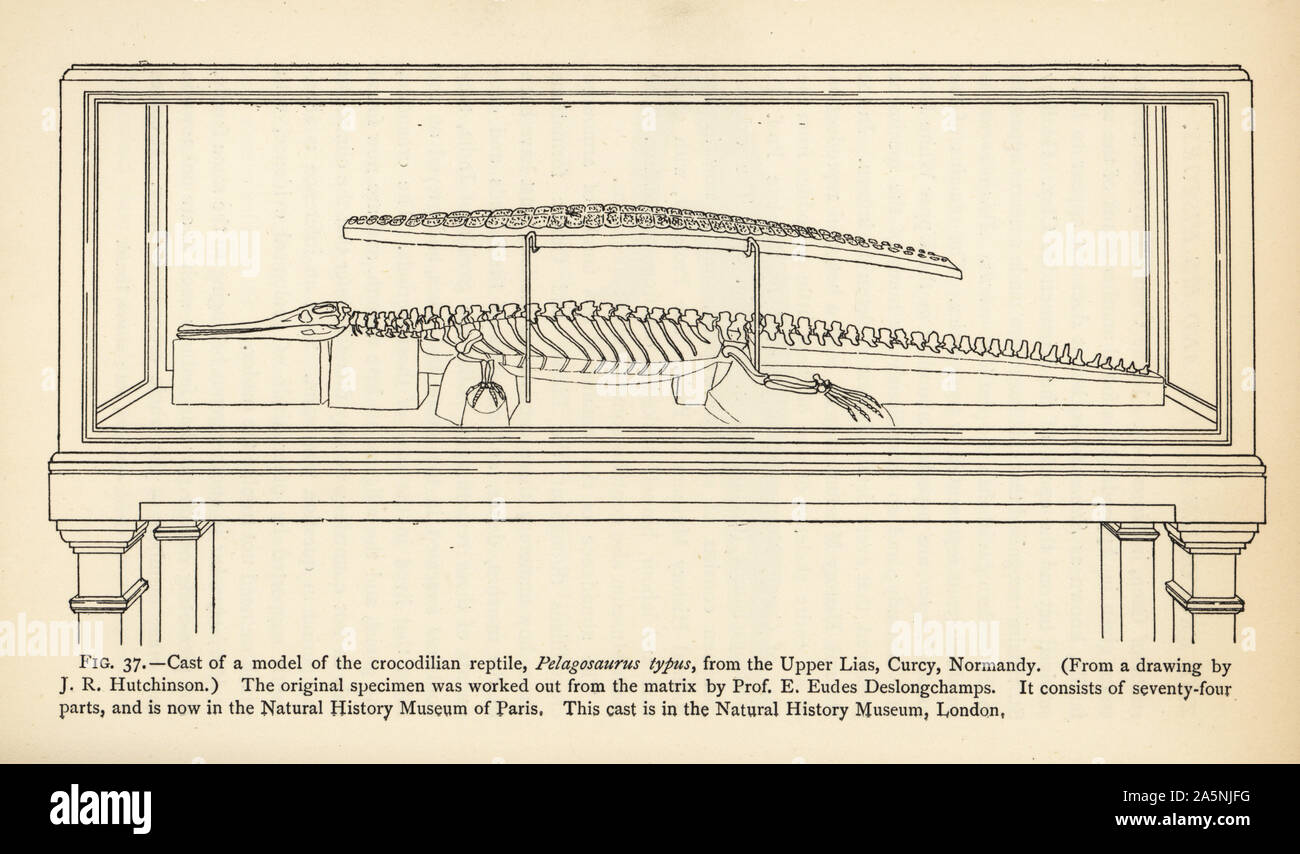 Cast of a model of the crocodilian reptile Pelagosaurus typus from the Upper Lias, Curcy, Normandy. The original specimen was worked out from the matrix by Professor E. Eudes Deslongchamps. Engraving after an illustration by J.R. Hutchinson from Henry Neville Hutchinson’s Creatures of Other Days, Popular Studies in Palaeontology, Chapman and Hall, London, 1896. Stock Photo