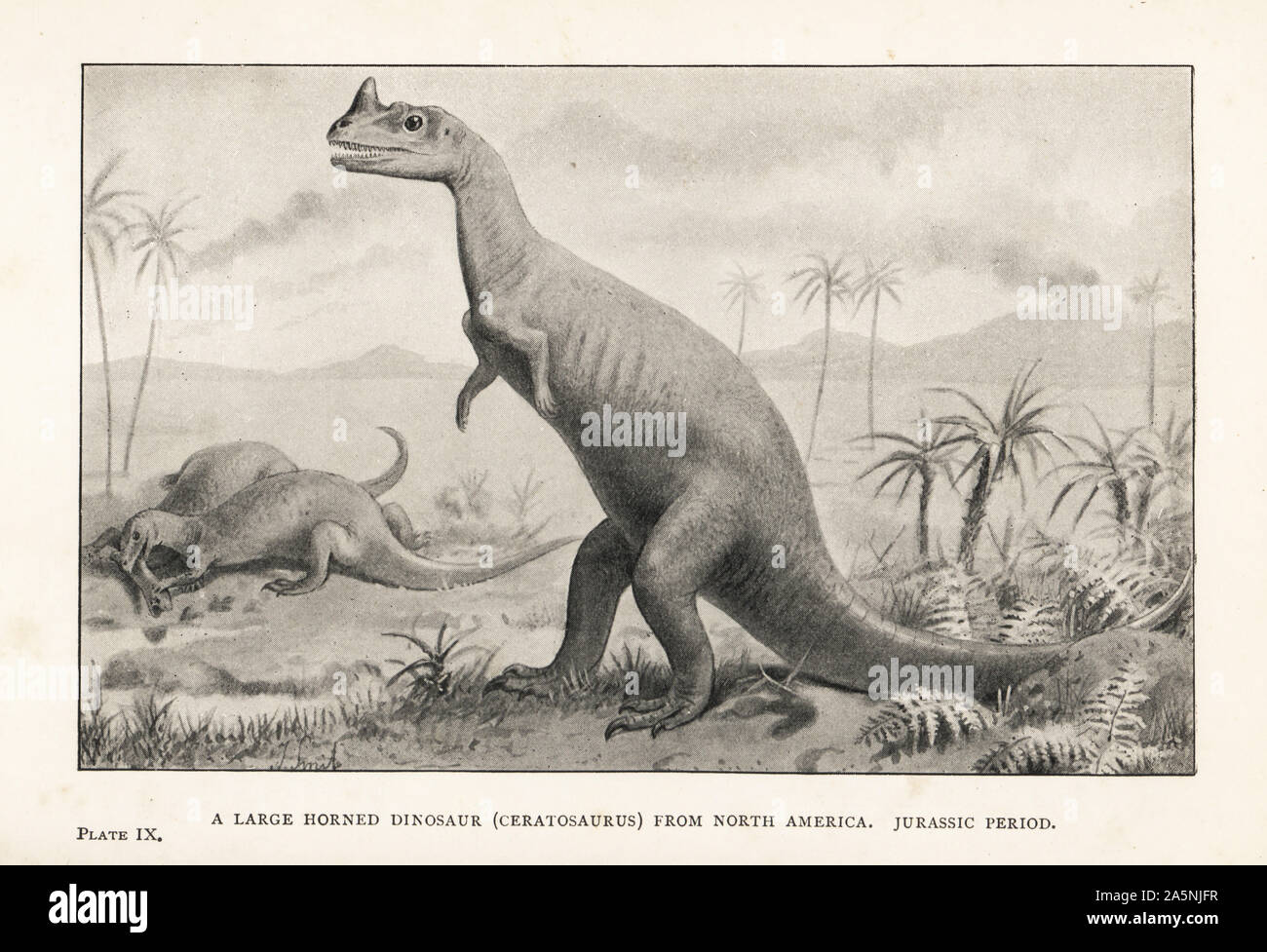 A large horned dinosaur, Ceratosaurus nasicornis, North America, Jurassic Period. Print after an illustration by Joseph Smit from Henry Neville Hutchinson’s Creatures of Other Days, Popular Studies in Palaeontology, Chapman and Hall, London, 1896. Stock Photo