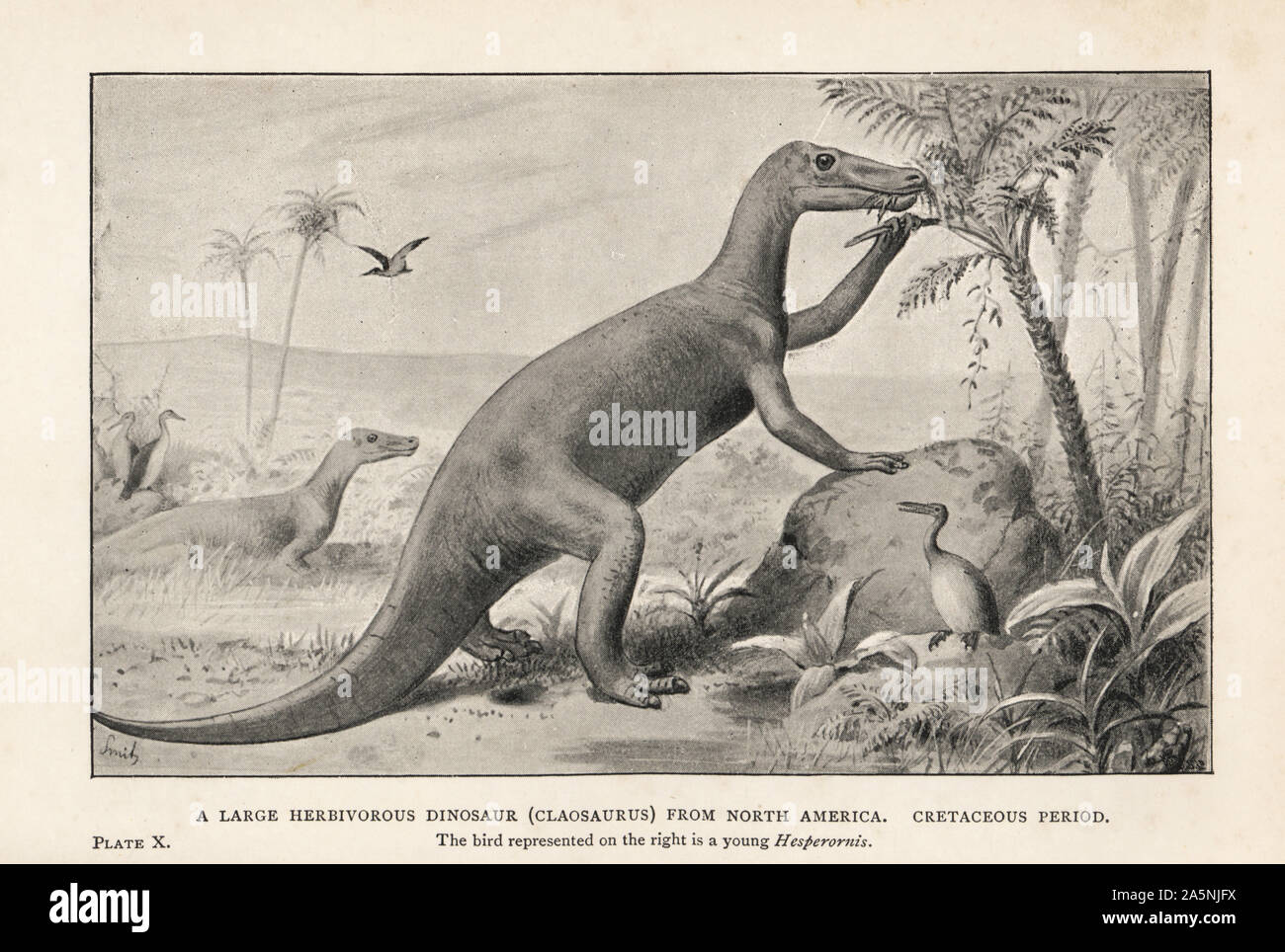 A large herbivorous dinosaur, Claosaurus, from North America, Cretaceuous Period. The bird on the right is a young Hesperornis regalis. Print after an illustration by Joseph Smit from Henry Neville Hutchinson’s Creatures of Other Days, Popular Studies in Palaeontology, Chapman and Hall, London, 1896. Stock Photo